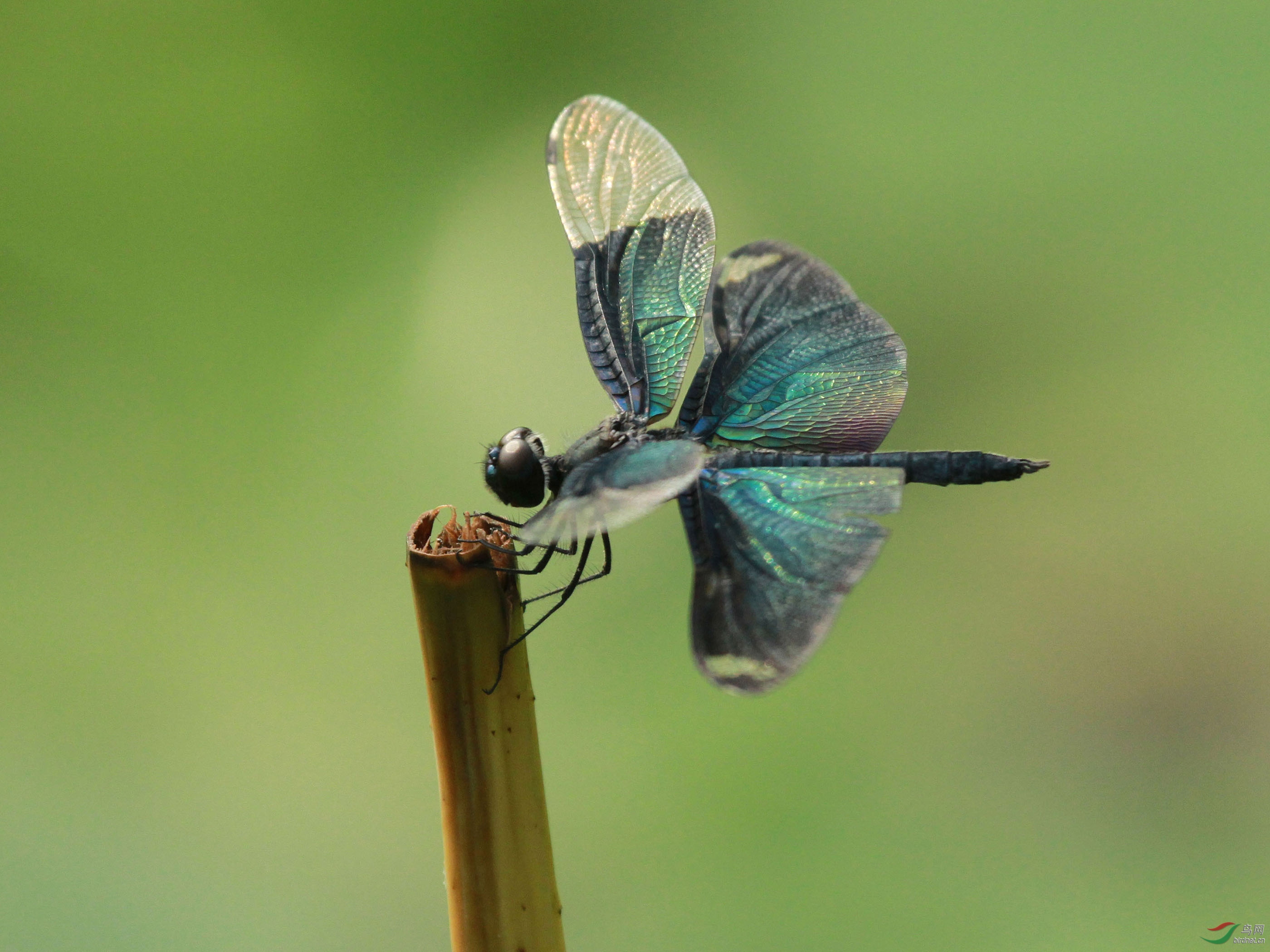 黑丽翅蜻-玉渊潭