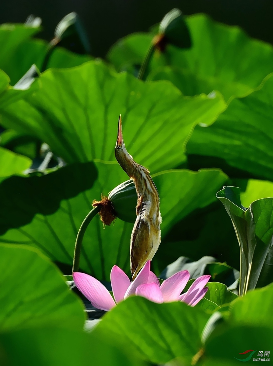 脚踏莲花上问天
