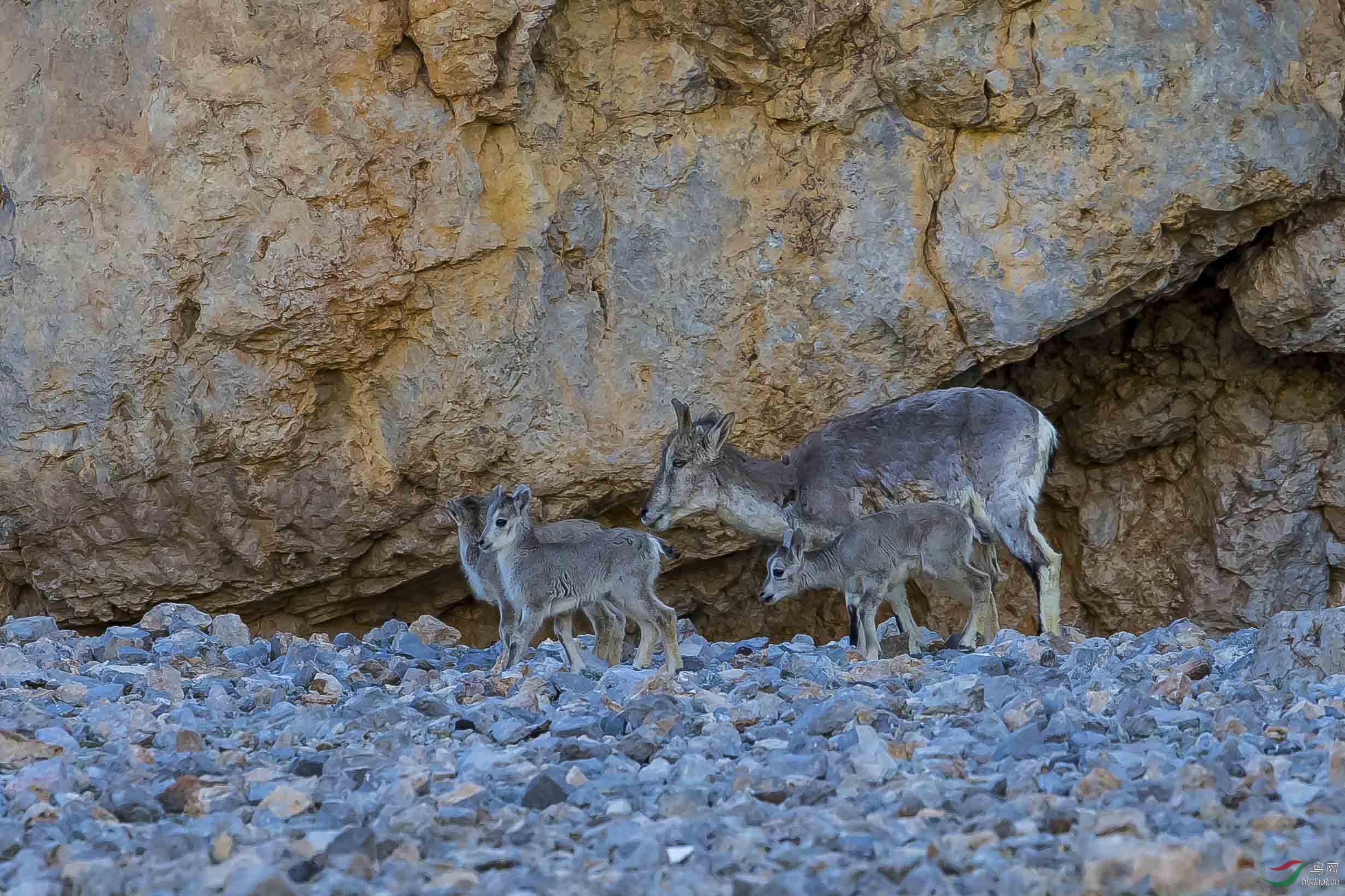 西藏岩羊——母与子