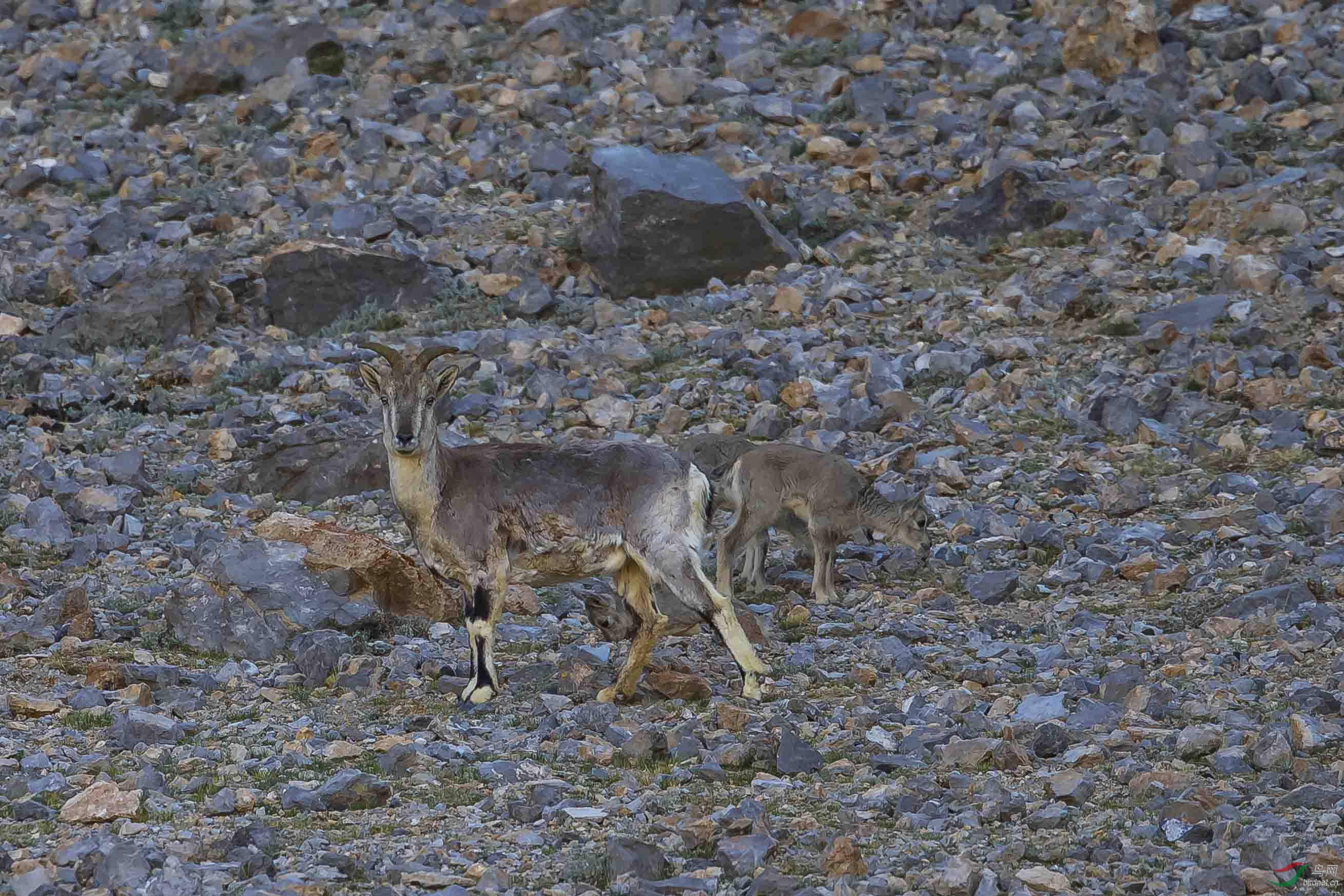 西藏岩羊——母与子