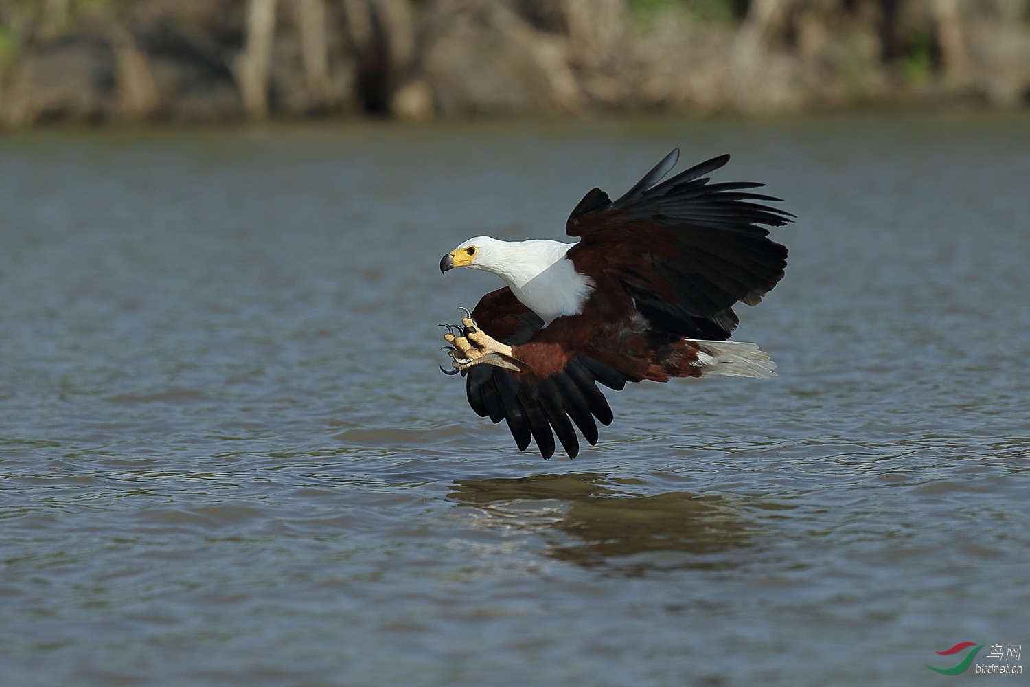 非洲海雕自然环境的非洲海雕首页精华