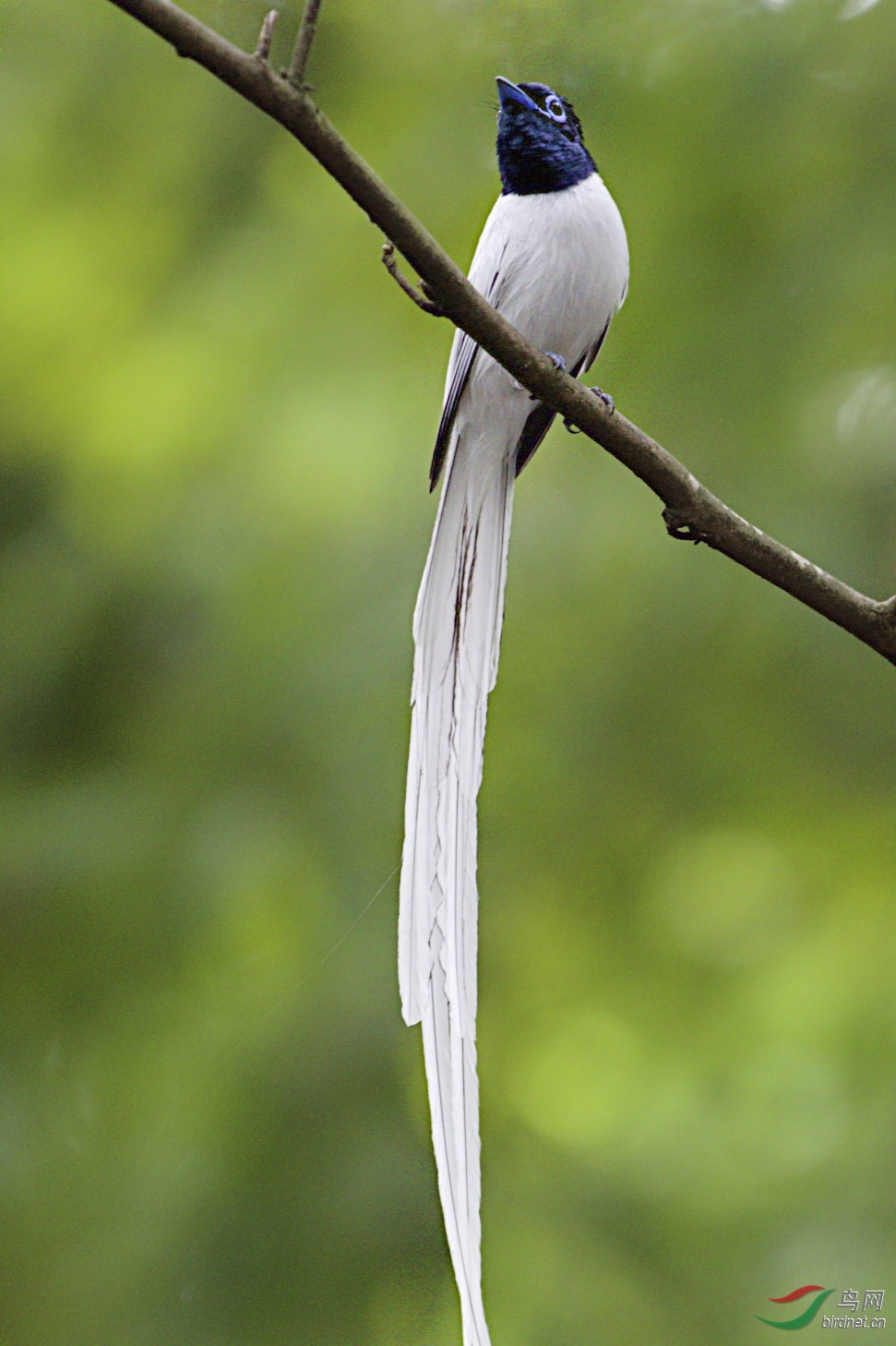 尾巴最长的鸟图片图片