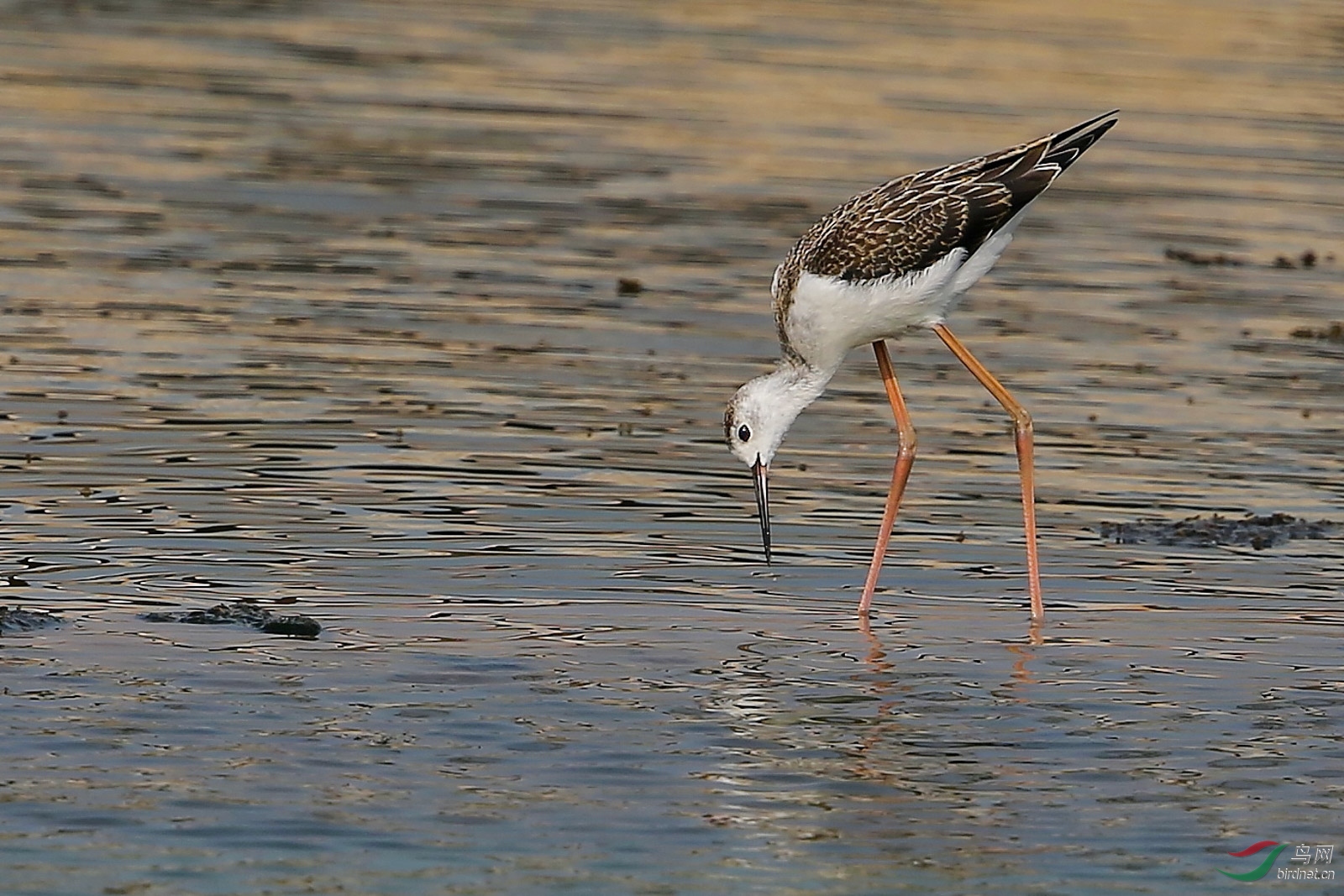 黑翅长脚鹬幼鸟