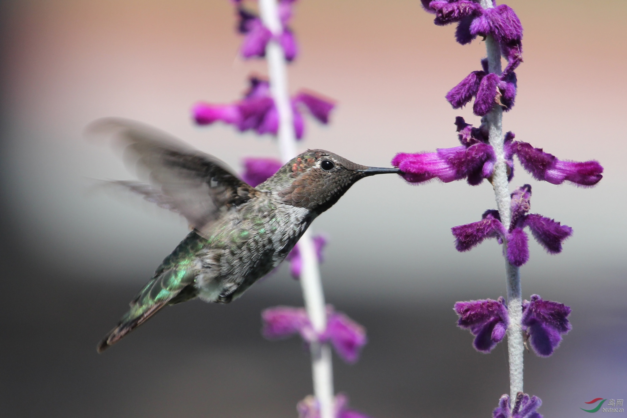 安氏蜂鸟annashummingbird
