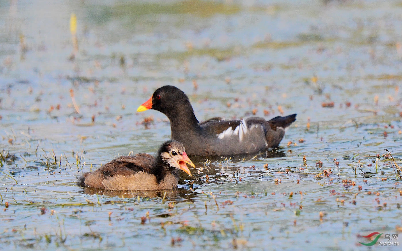 黑水鸡母子