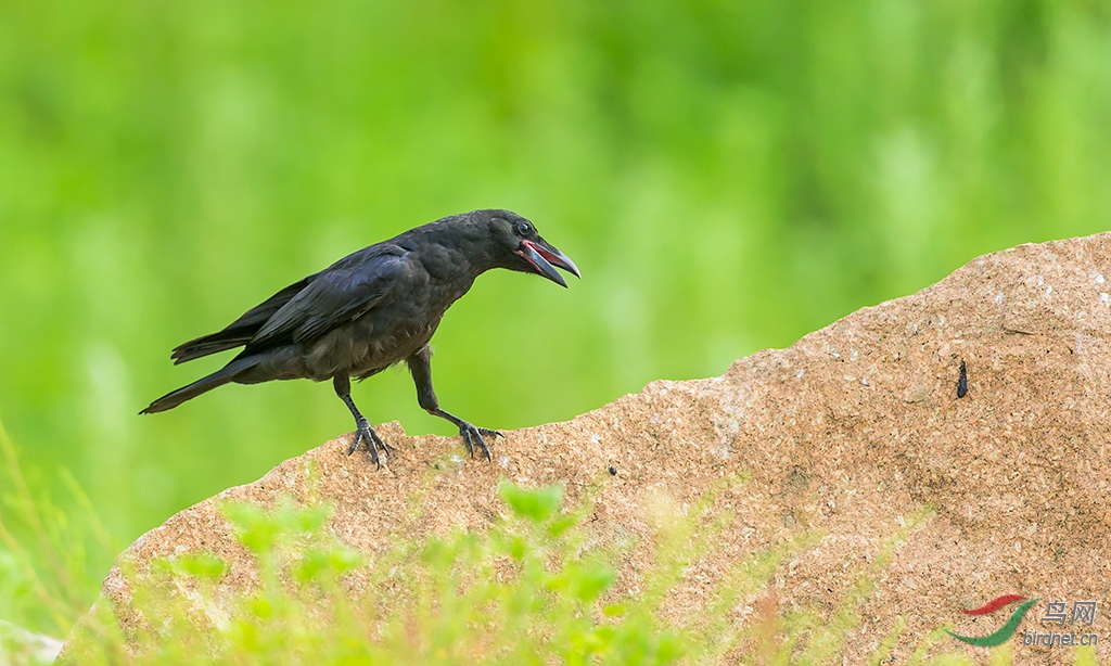 乌鸦也有漂亮的时候祝上海版鸟友周末快乐