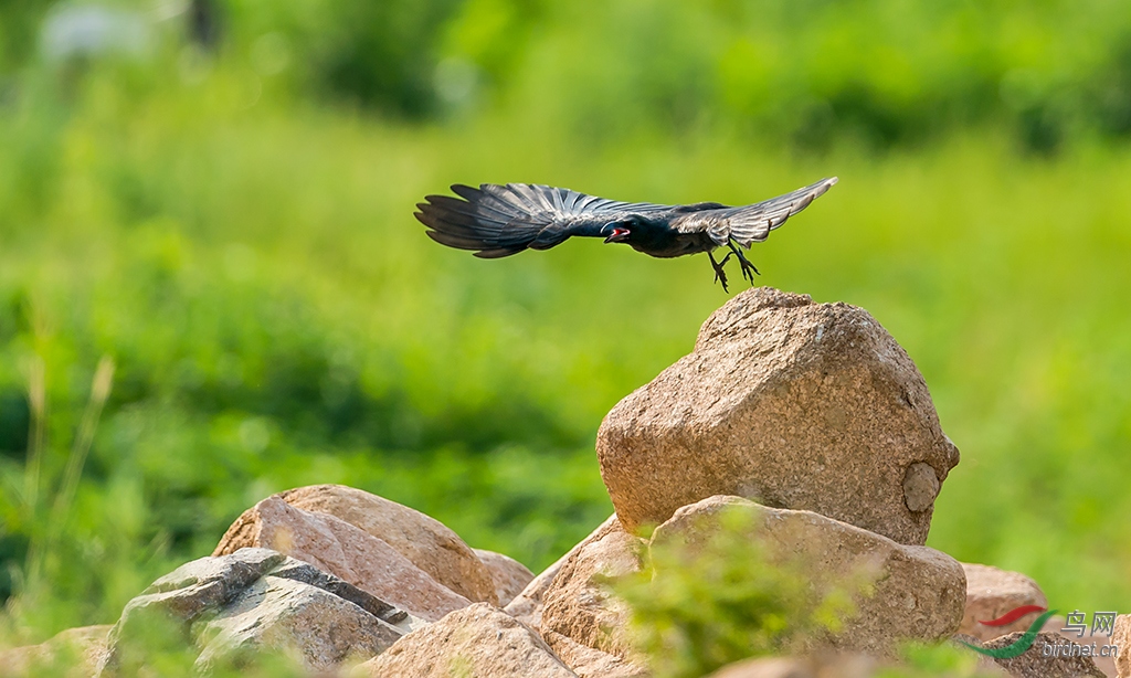 乌鸦也有漂亮的时候祝上海版鸟友周末快乐