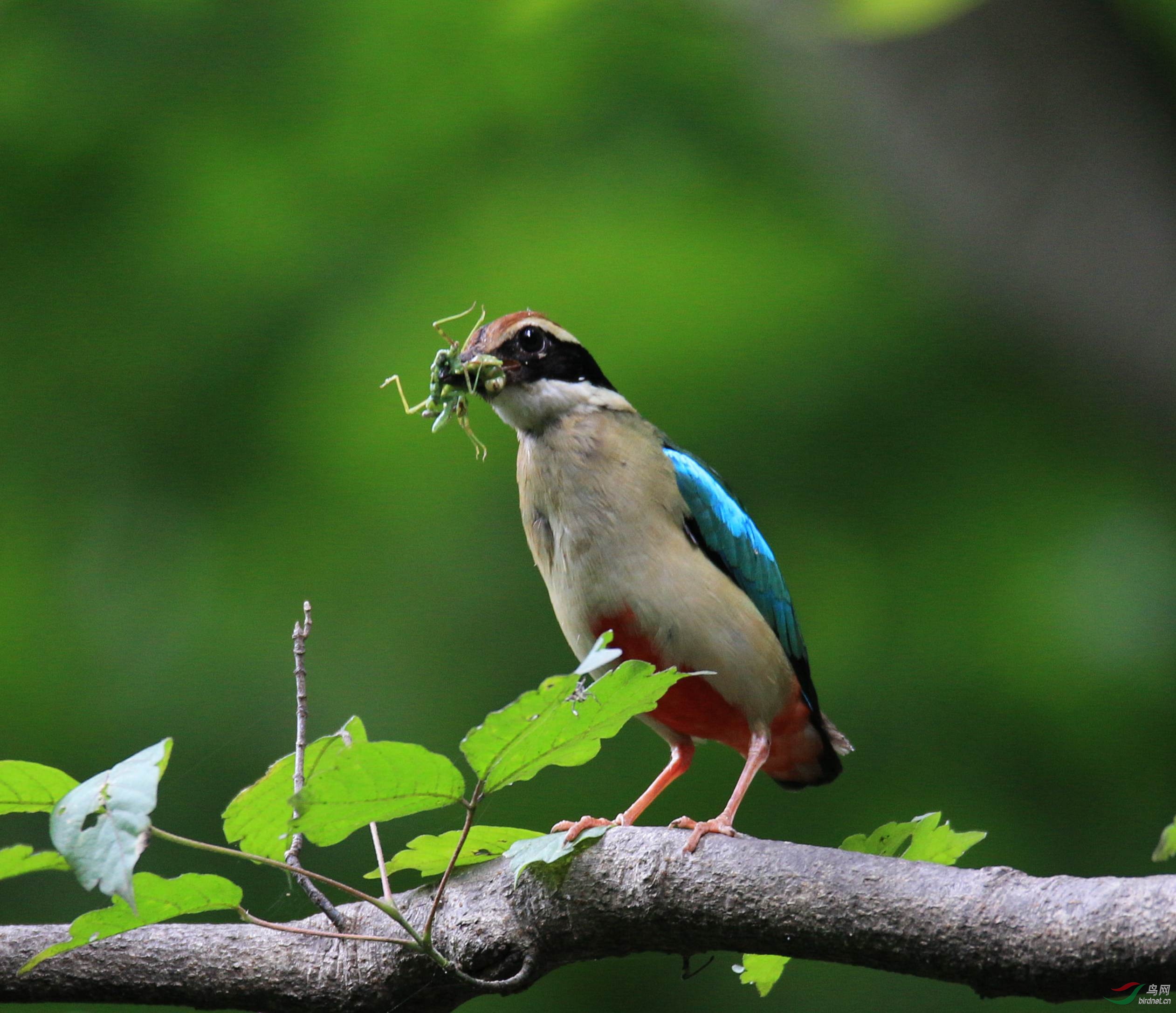 抓虫能手-仙八色鸫
