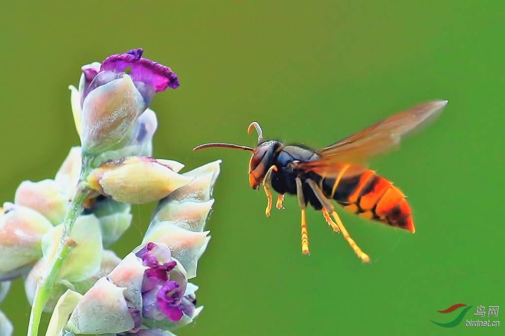 花上觅食的牛角蜂