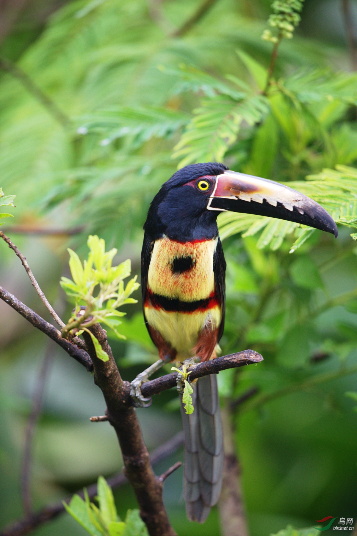 哥斯达黎加的领簇舌巨嘴鸟