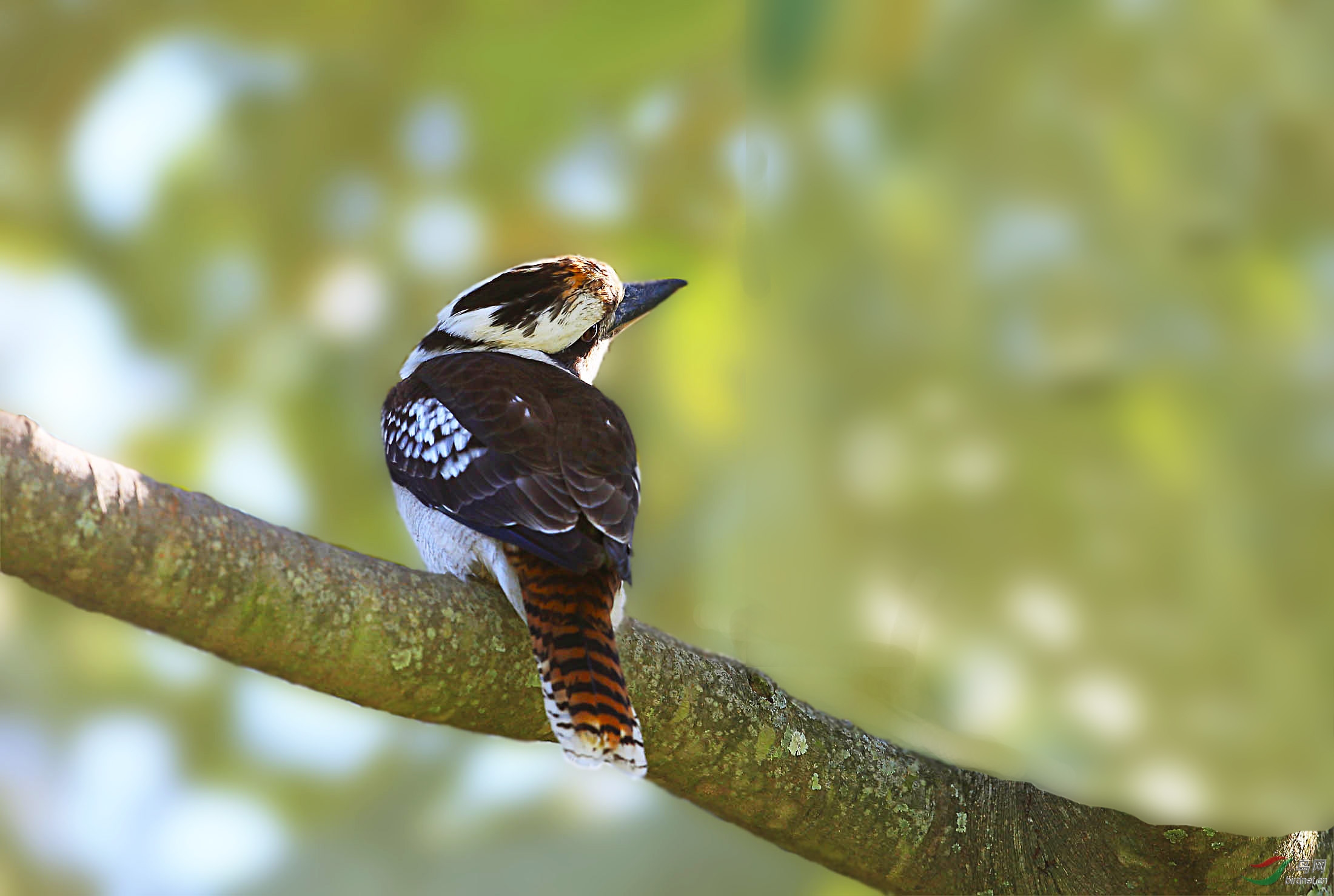 笑翠鸟(澳洲拍摄)