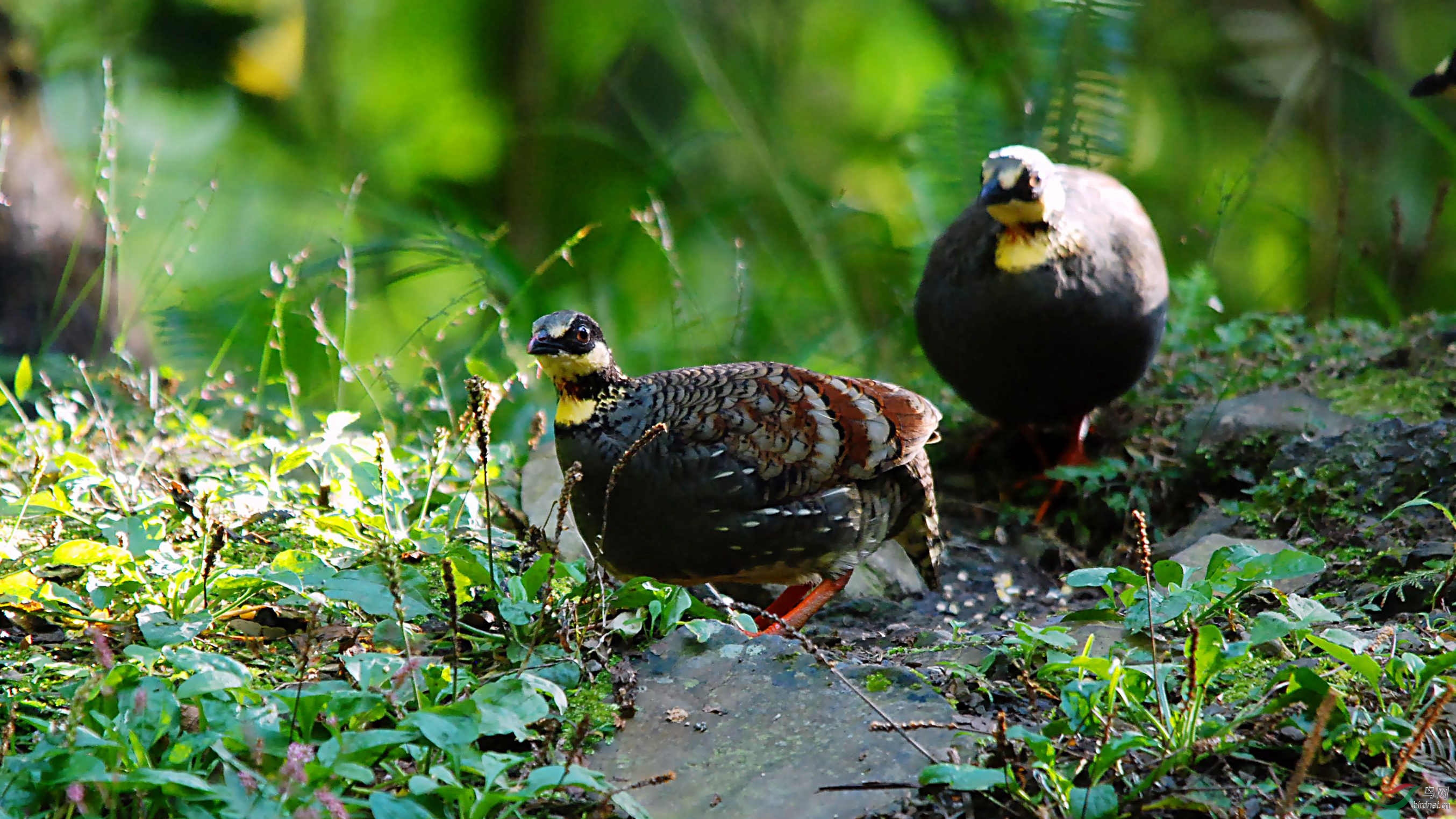 台湾特有山鹧鹄