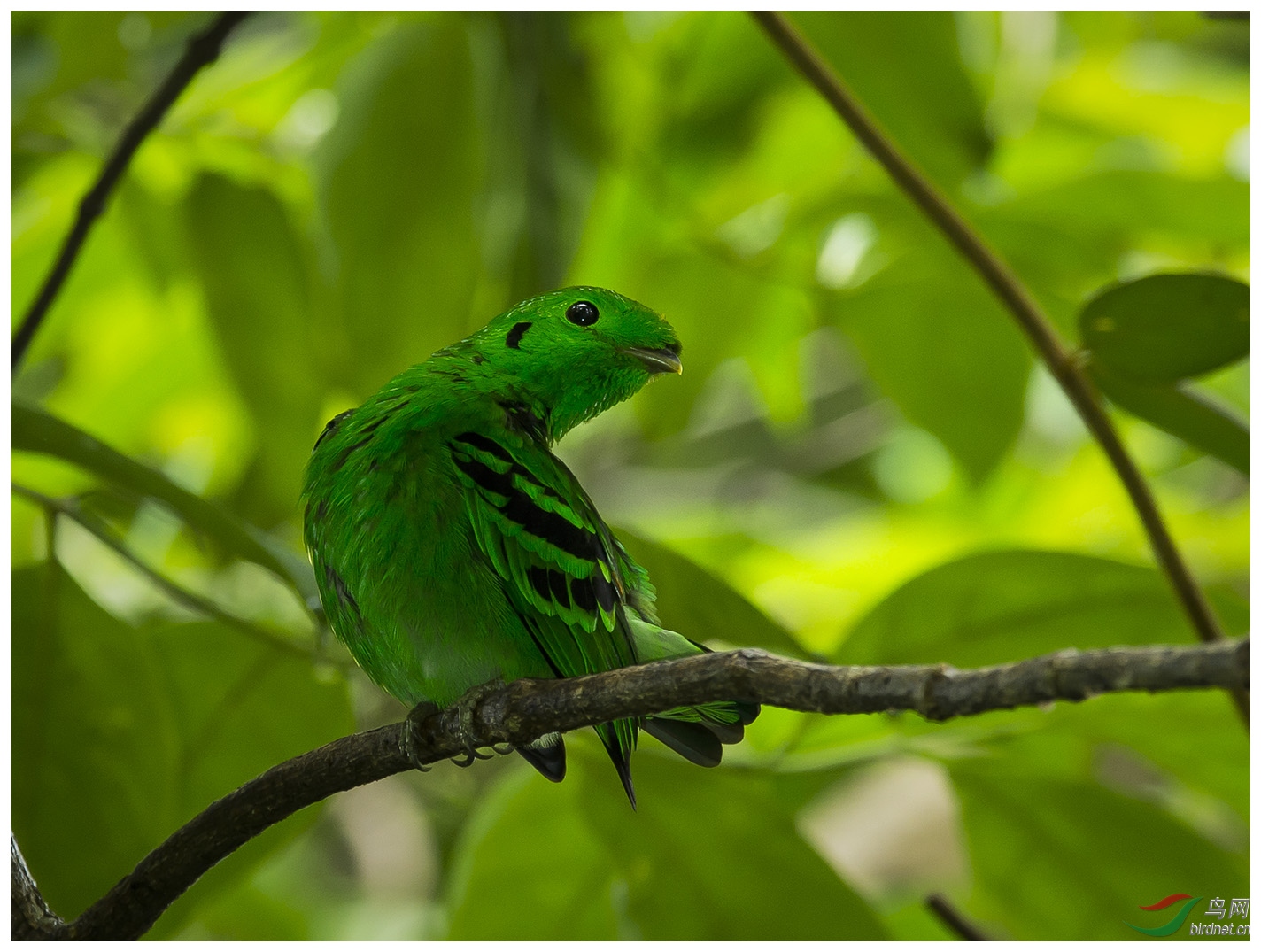 寻找林中绿宝石