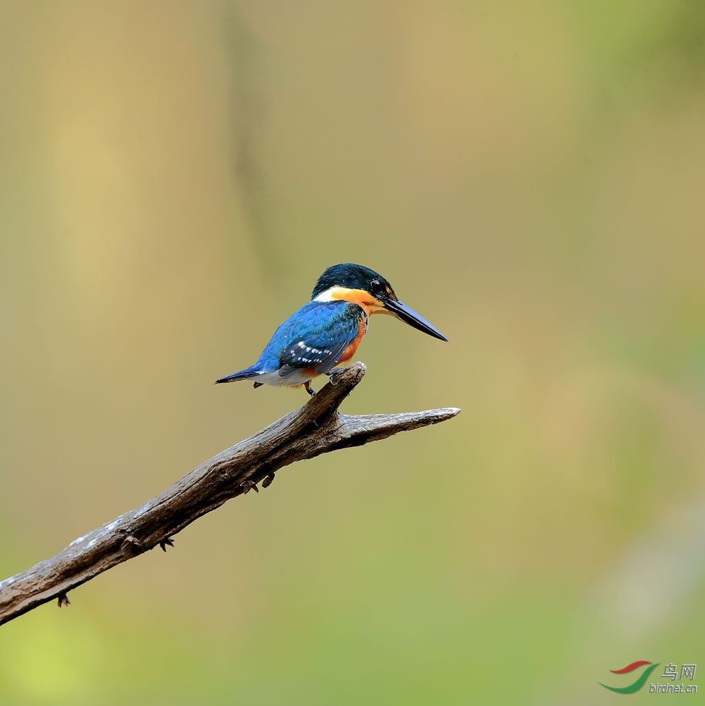 你见过世界上最小的翠鸟吗