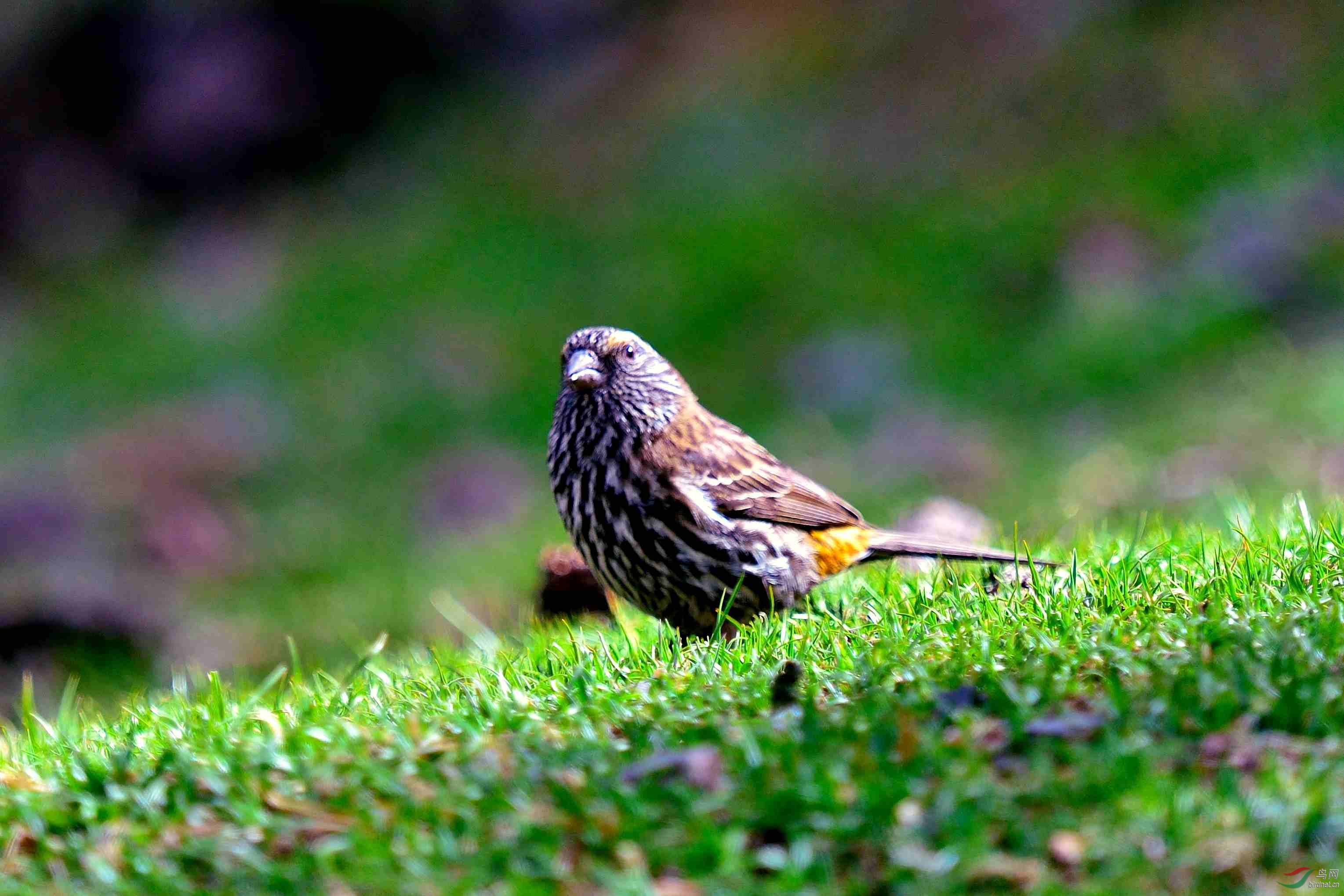 大师们:这是什么鸟?