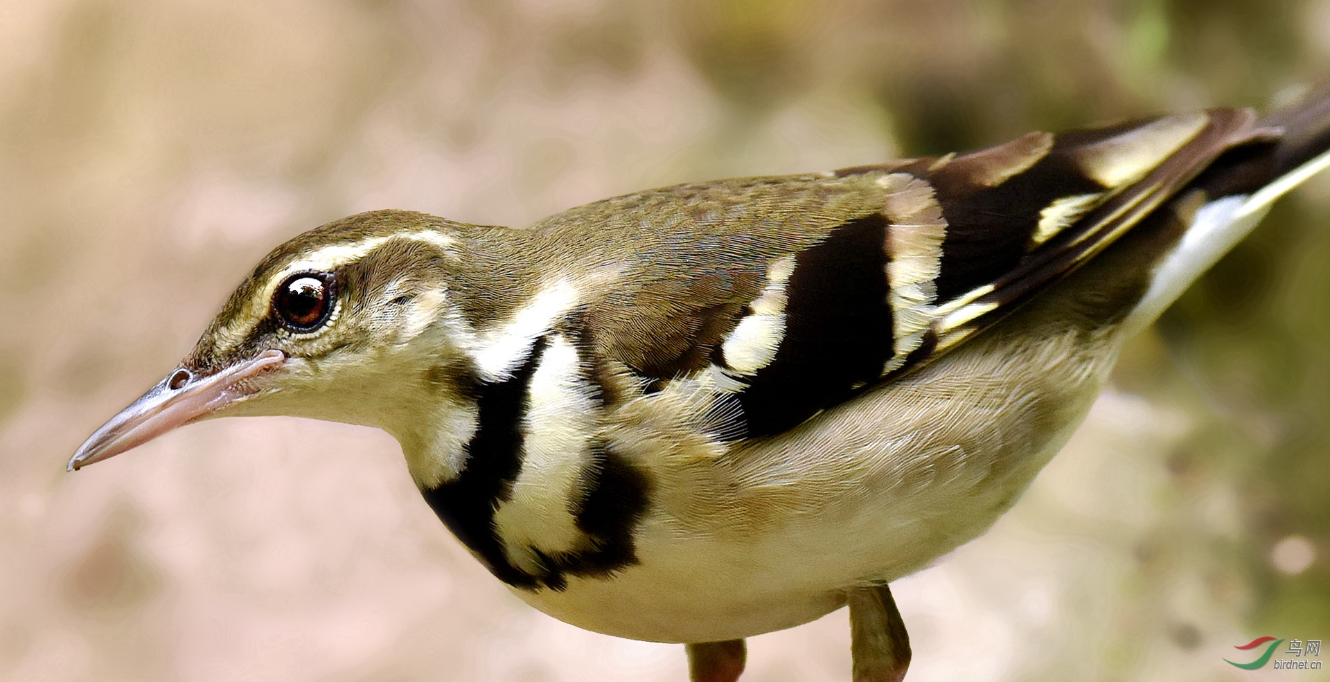 [林鸟] 山上下来的斑点鹡 