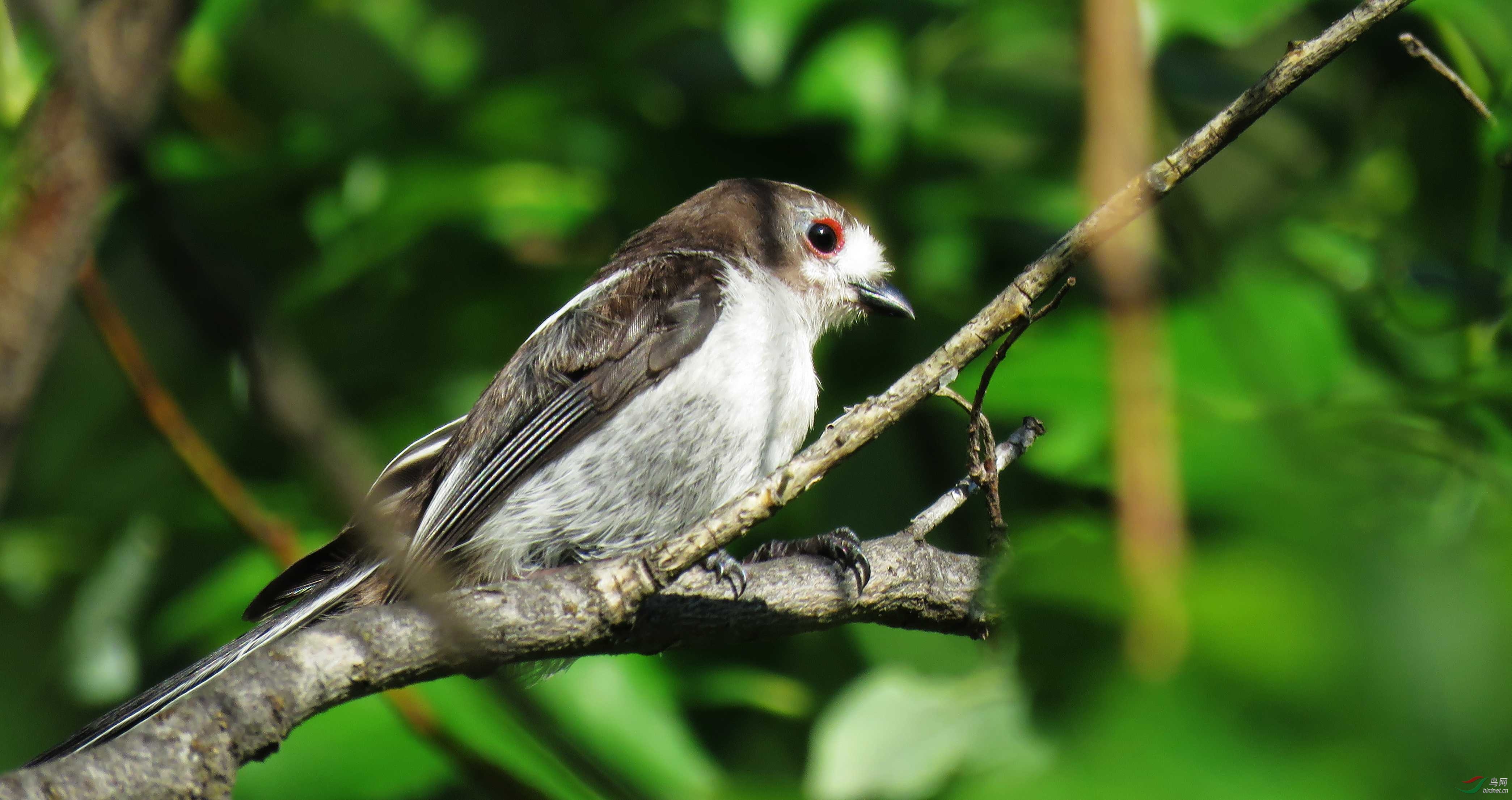 北长尾山雀幼鸟