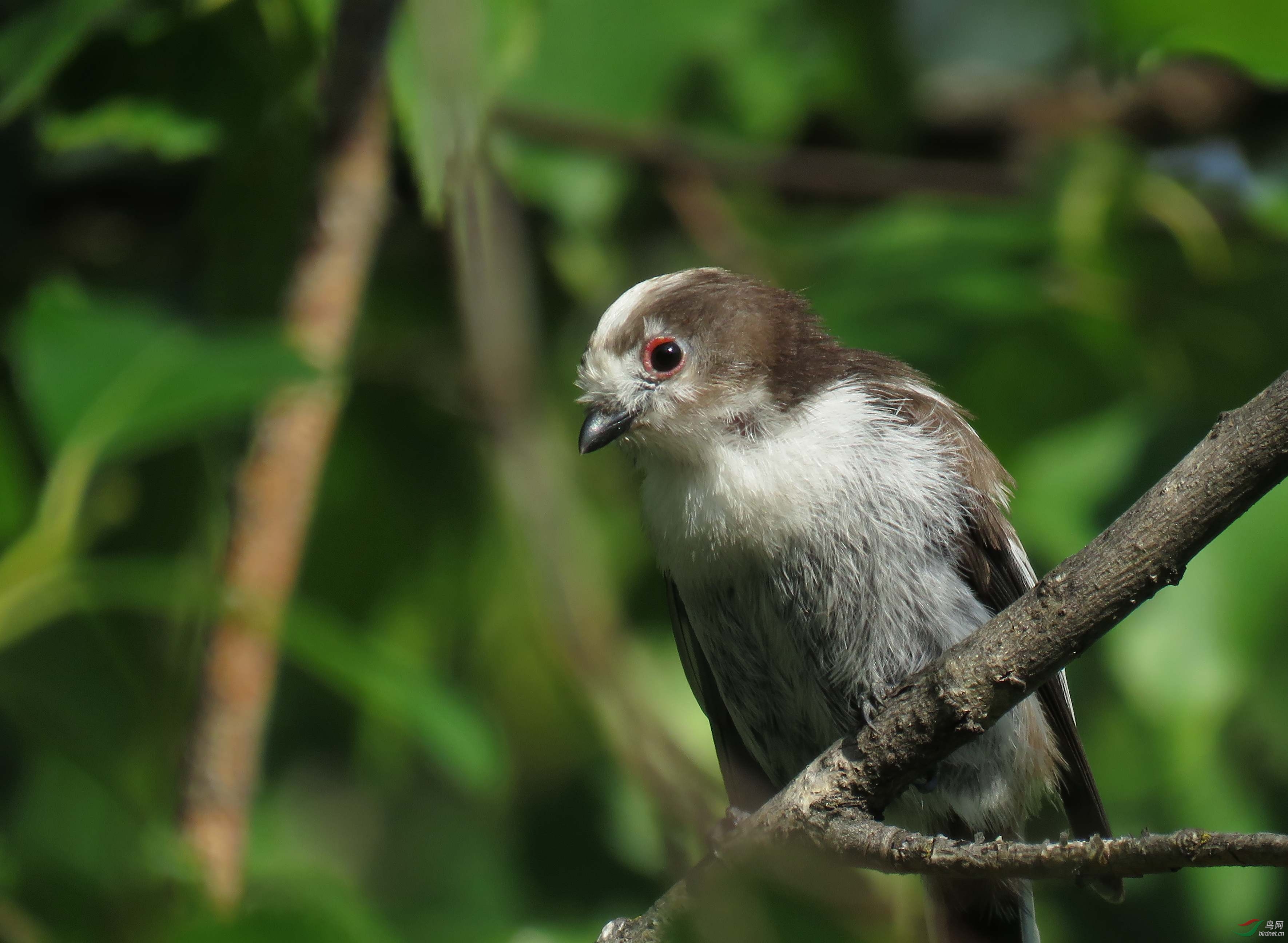 北长尾山雀幼鸟