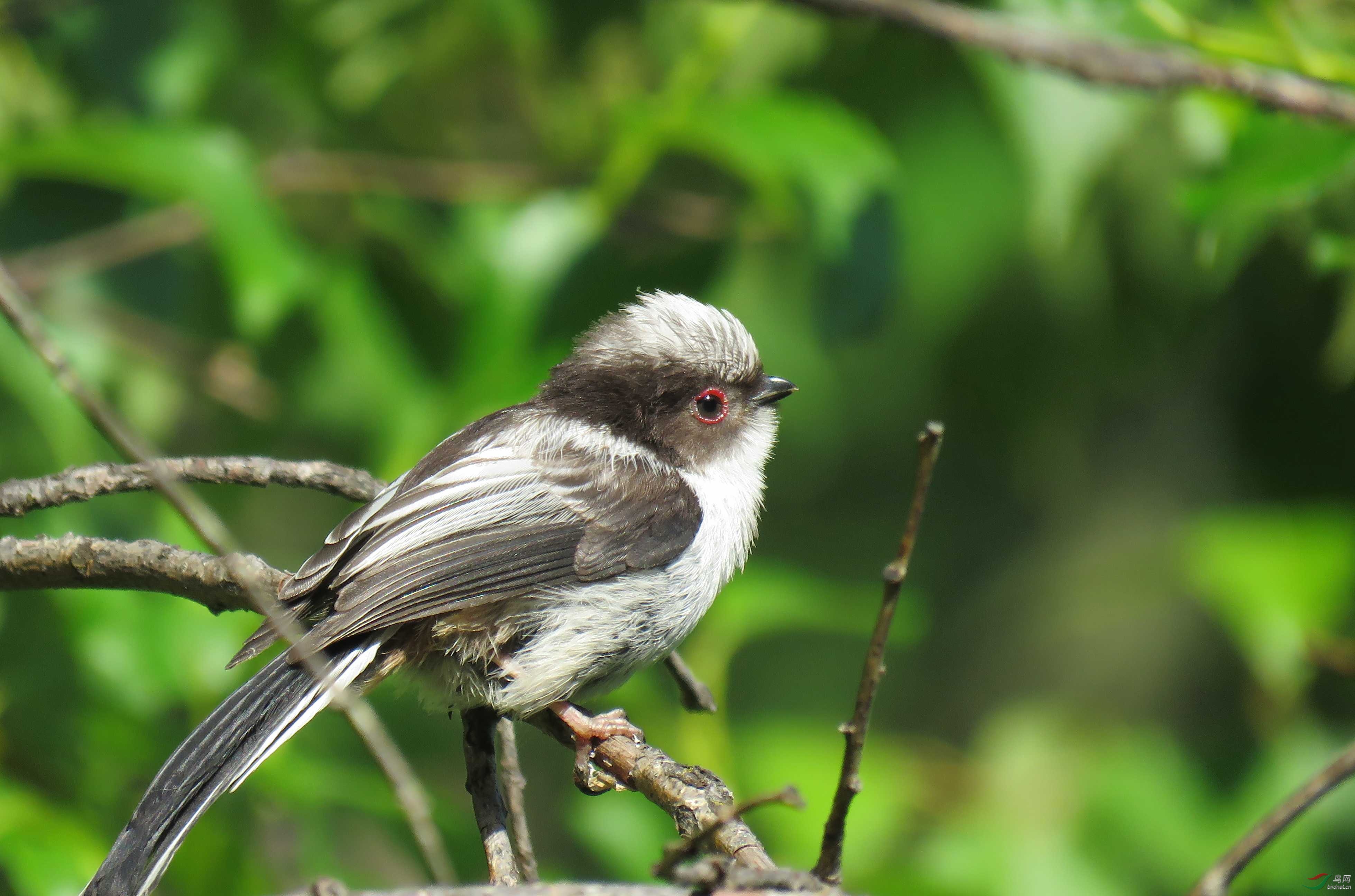 北长尾山雀幼鸟