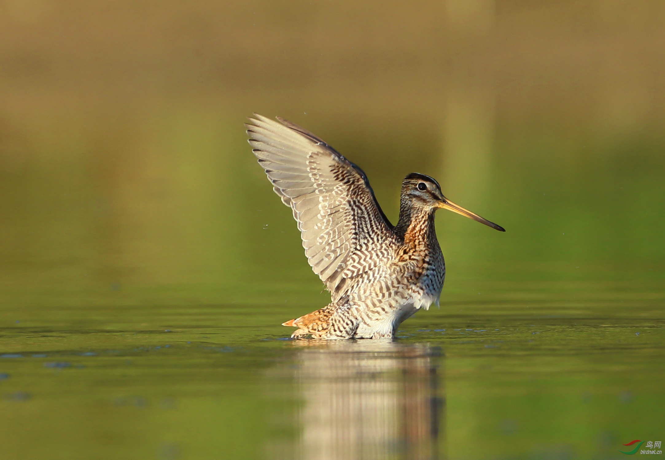 水鸟针尾沙锥观鸟记