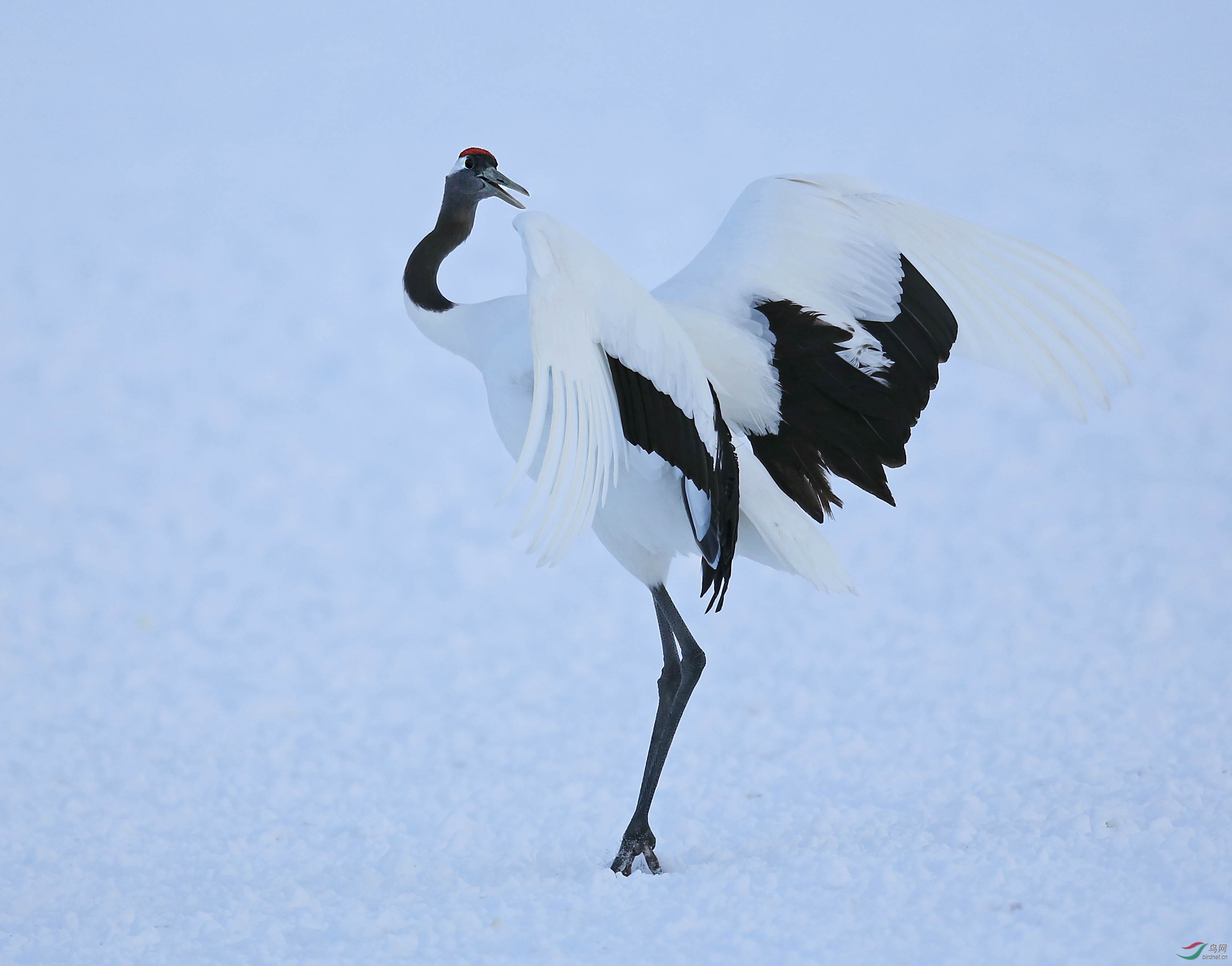 论坛 69 主题区 69 野生鸟类 69 "丹顶鹤"