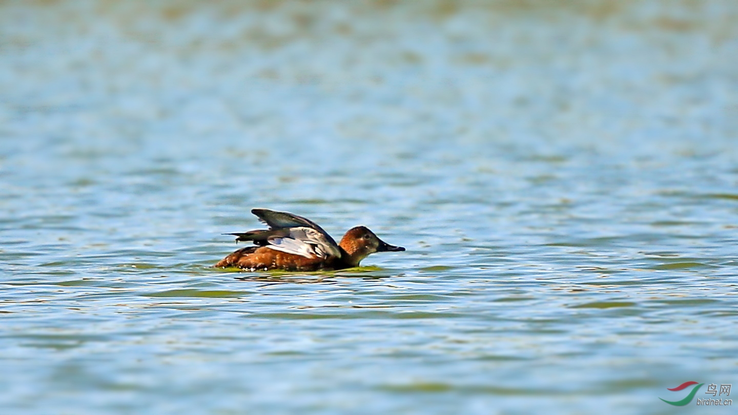 鸭20160521乌鲁木齐白湖