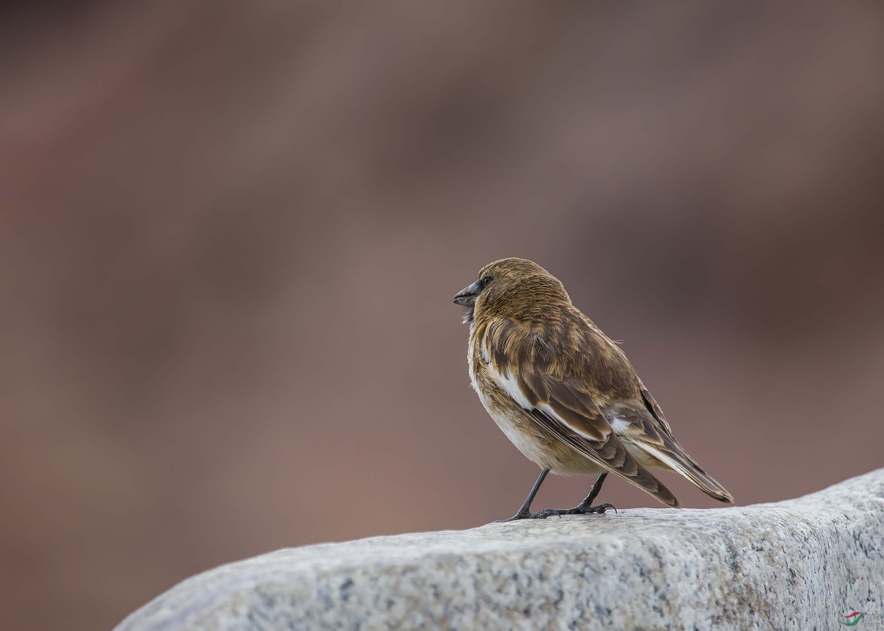 西藏行收获白斑翅雪雀