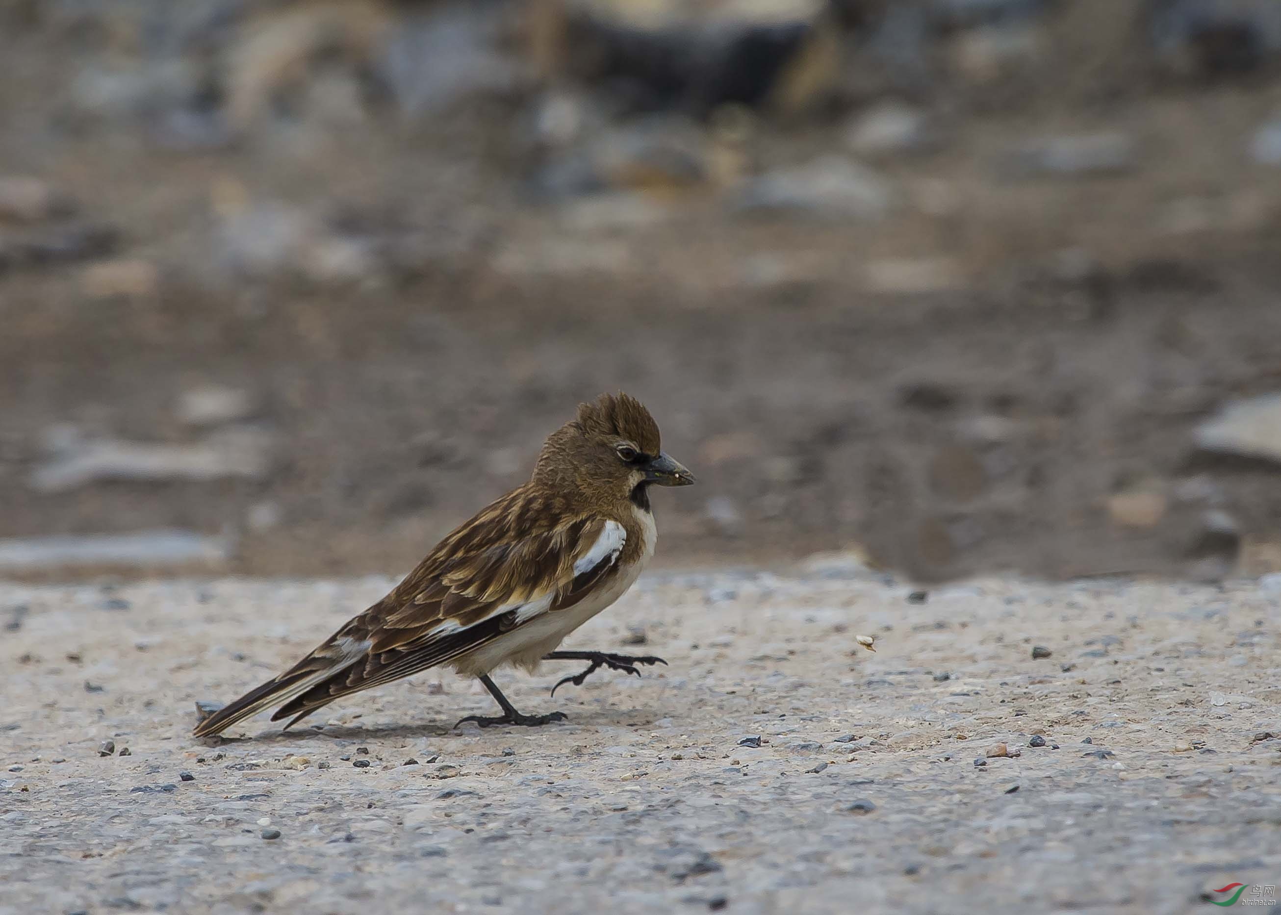 西藏行收获白斑翅雪雀