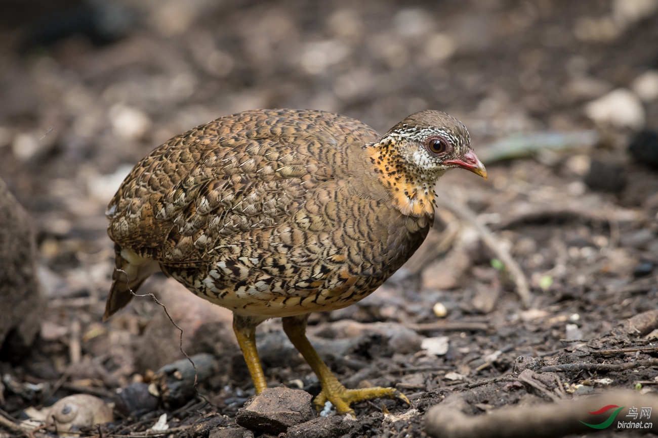 绿脚山鹧鸪 scaly-breasted partridge