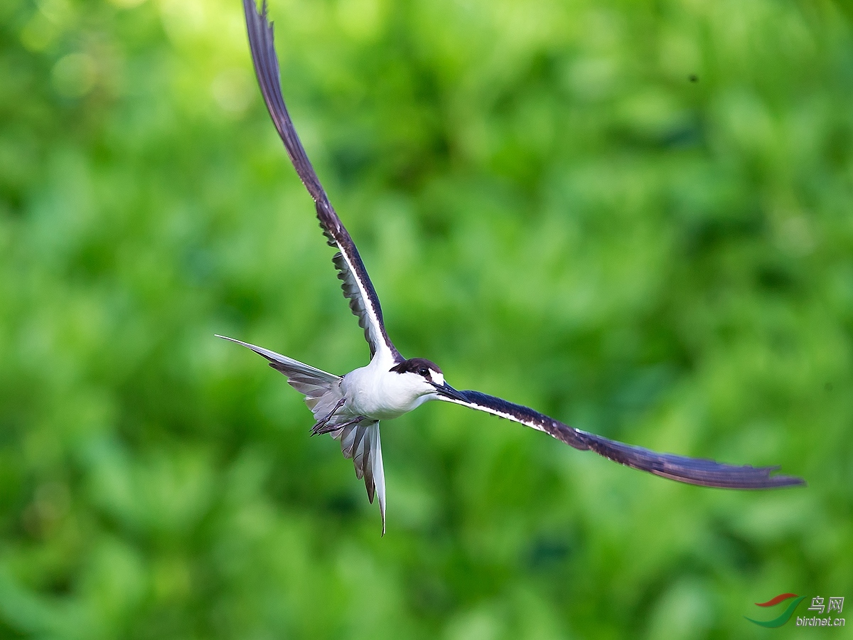 水鸟空中舞姿乌燕鸥