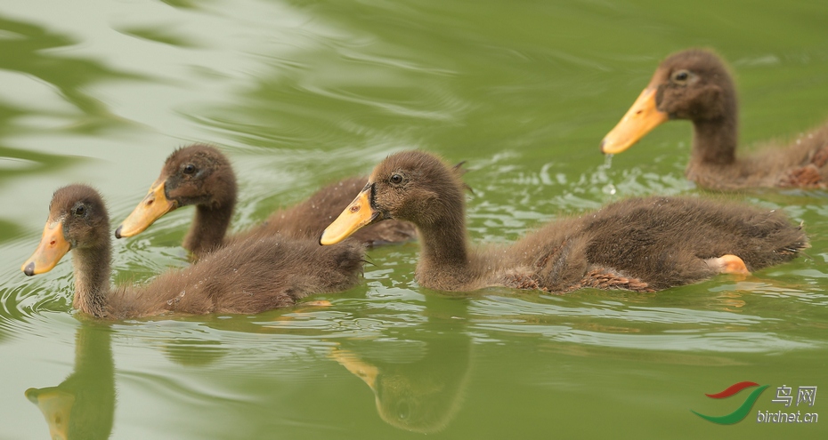 大观园来了四只鸭比绿头鸭稍小