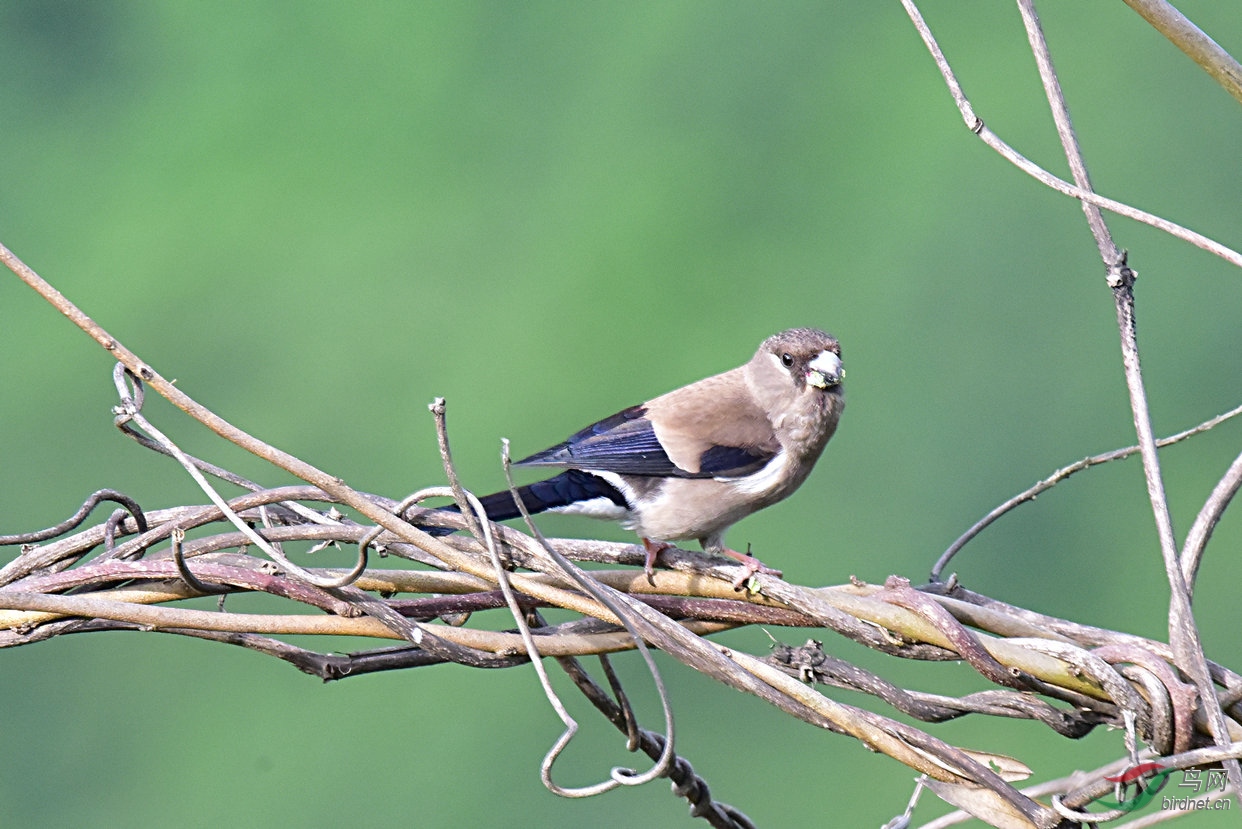 褐灰雀—陕西分布区域有多一县