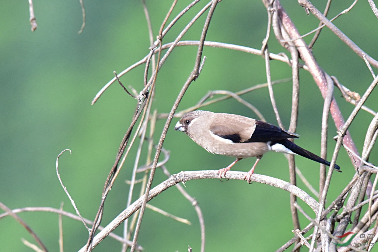 褐灰雀—陕西分布区域有多一县