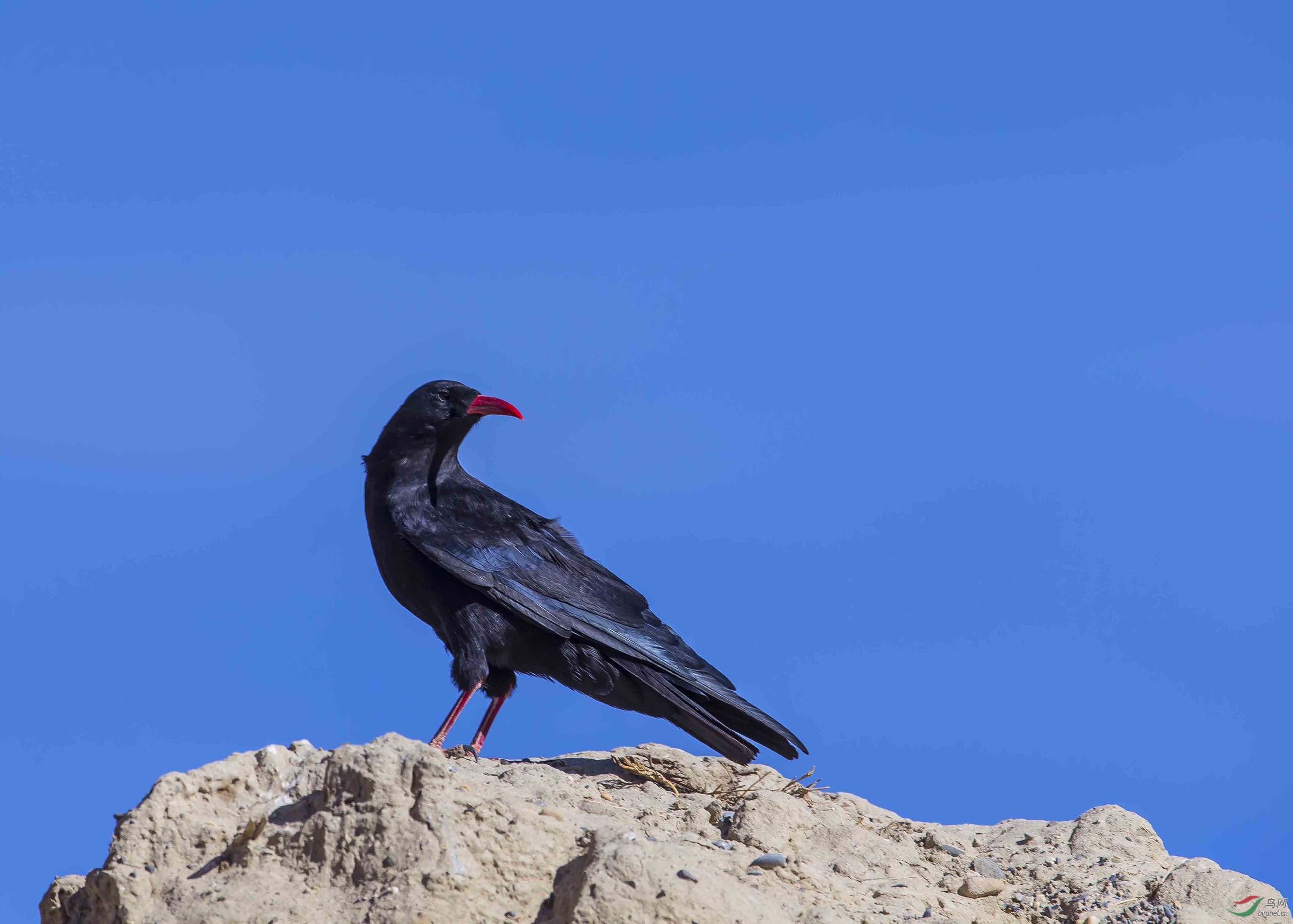 西藏行收获红嘴山鸦