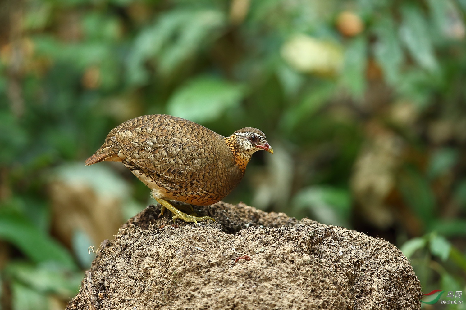 高清绿脚山鹧鸪