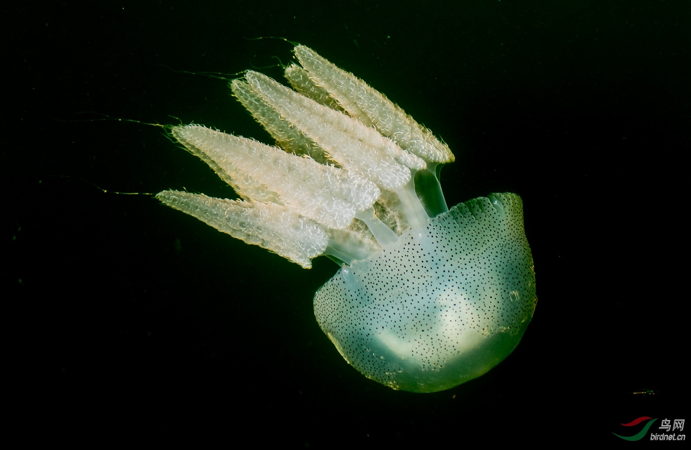 罕见水母种类图片