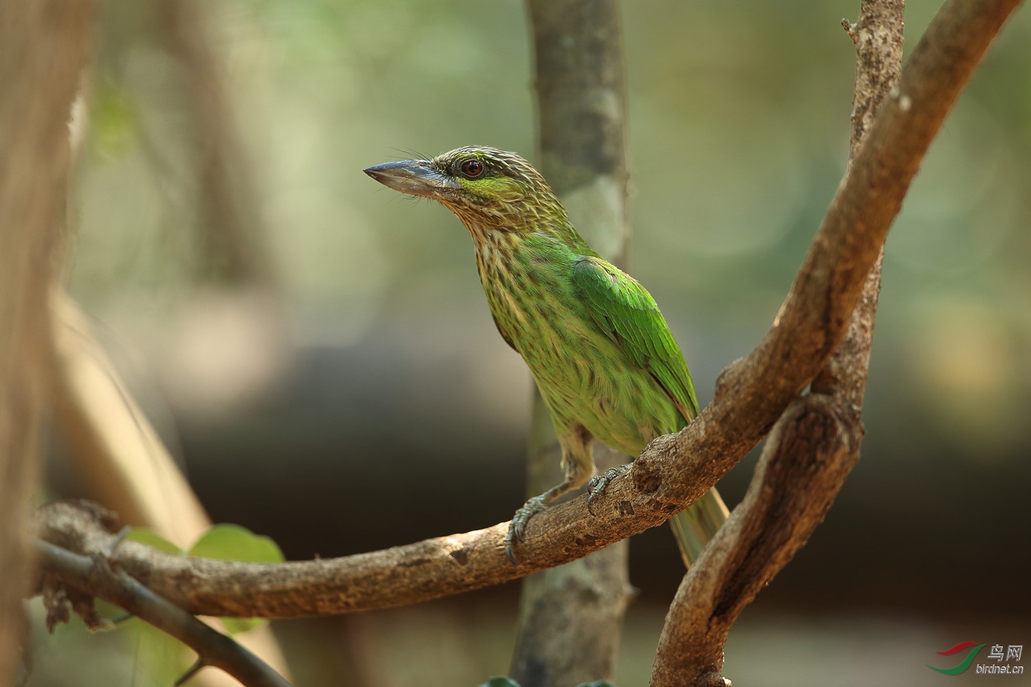 近拍黄纹拟啄木鸟