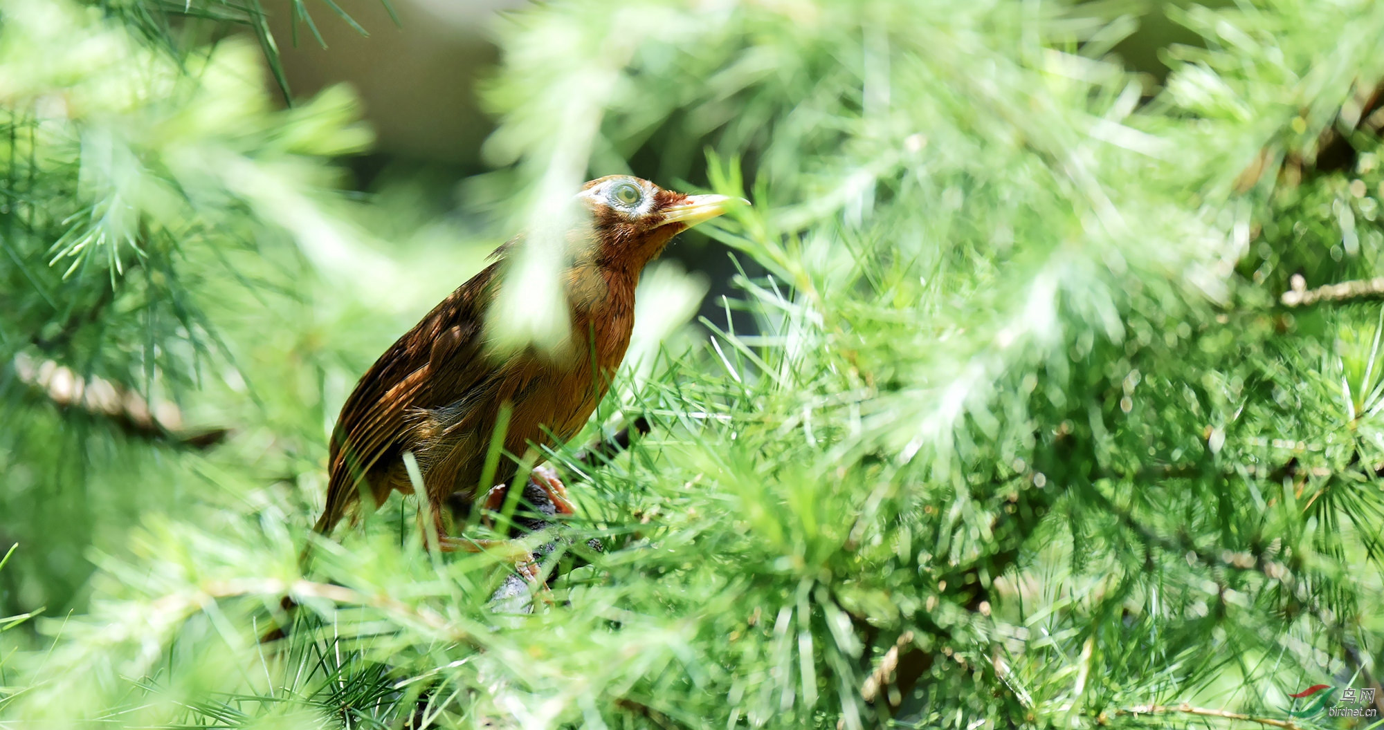 野外拍到画眉鸟