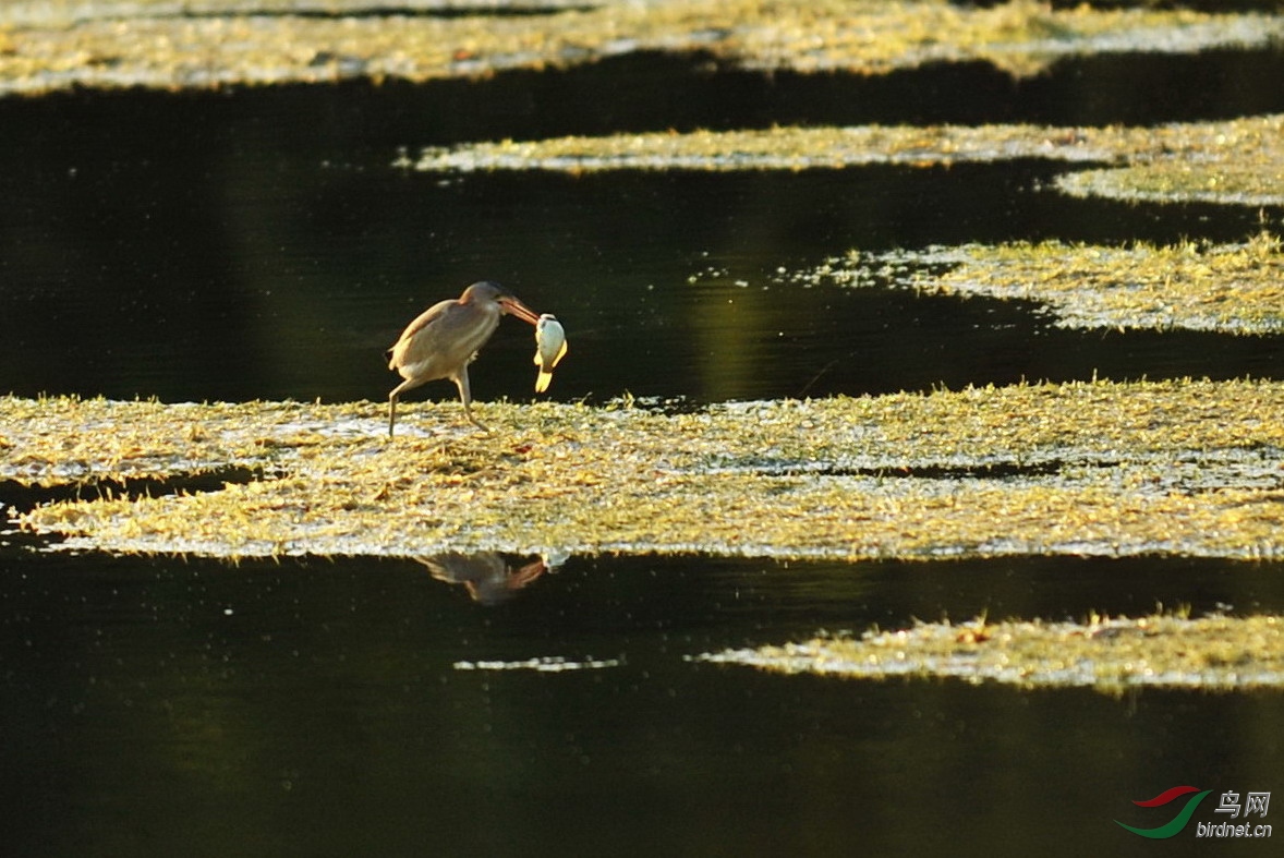 图解"水清无鱼"