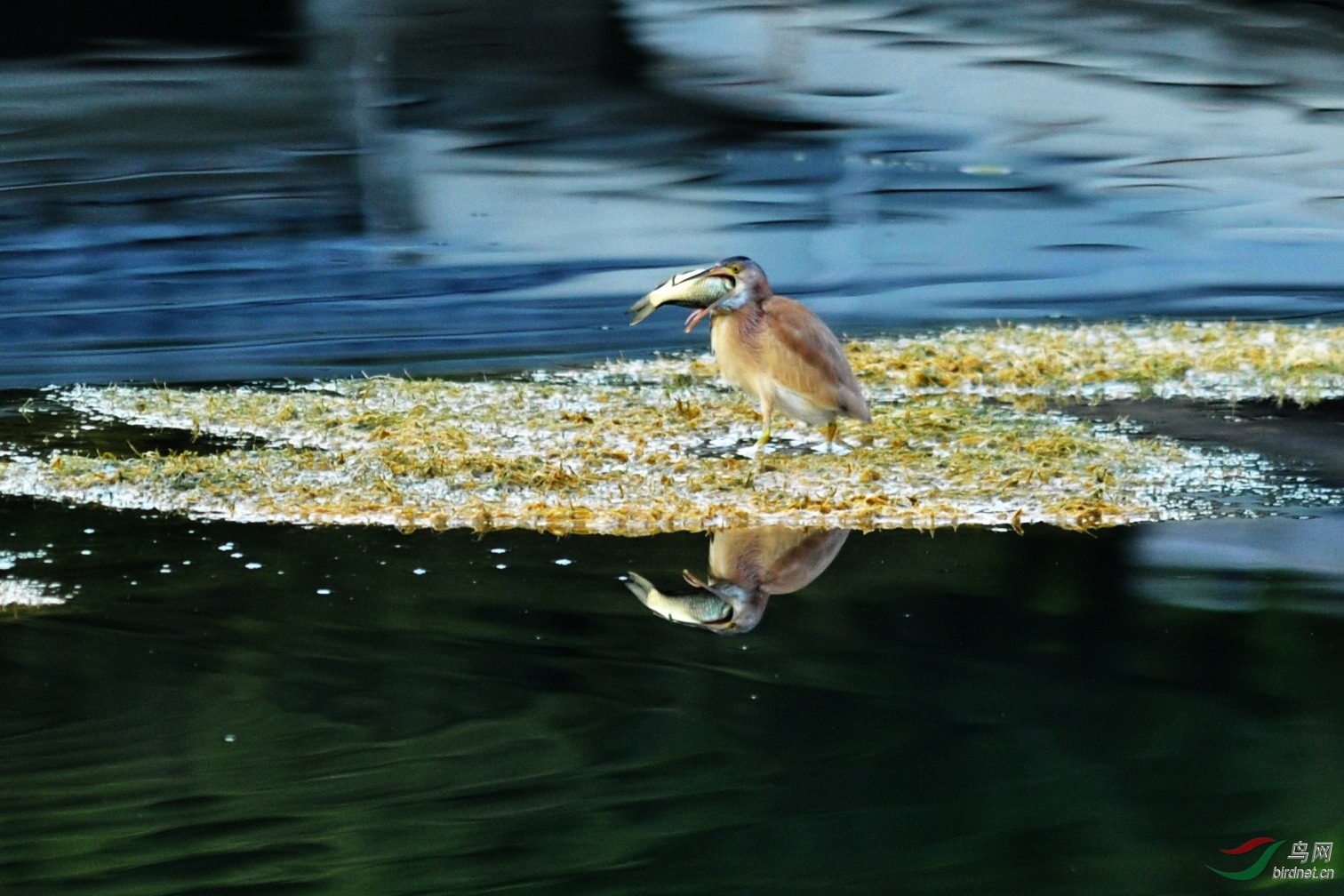 图解"水清无鱼"
