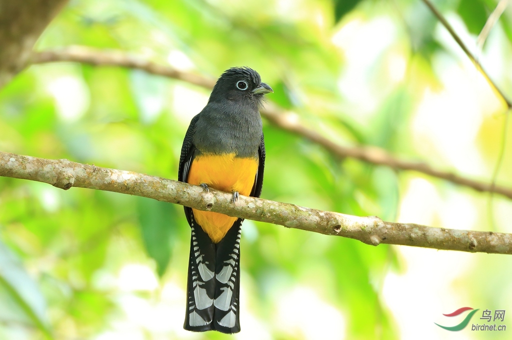 白尾美洲咬鹃雌green-backed trogon.jpg