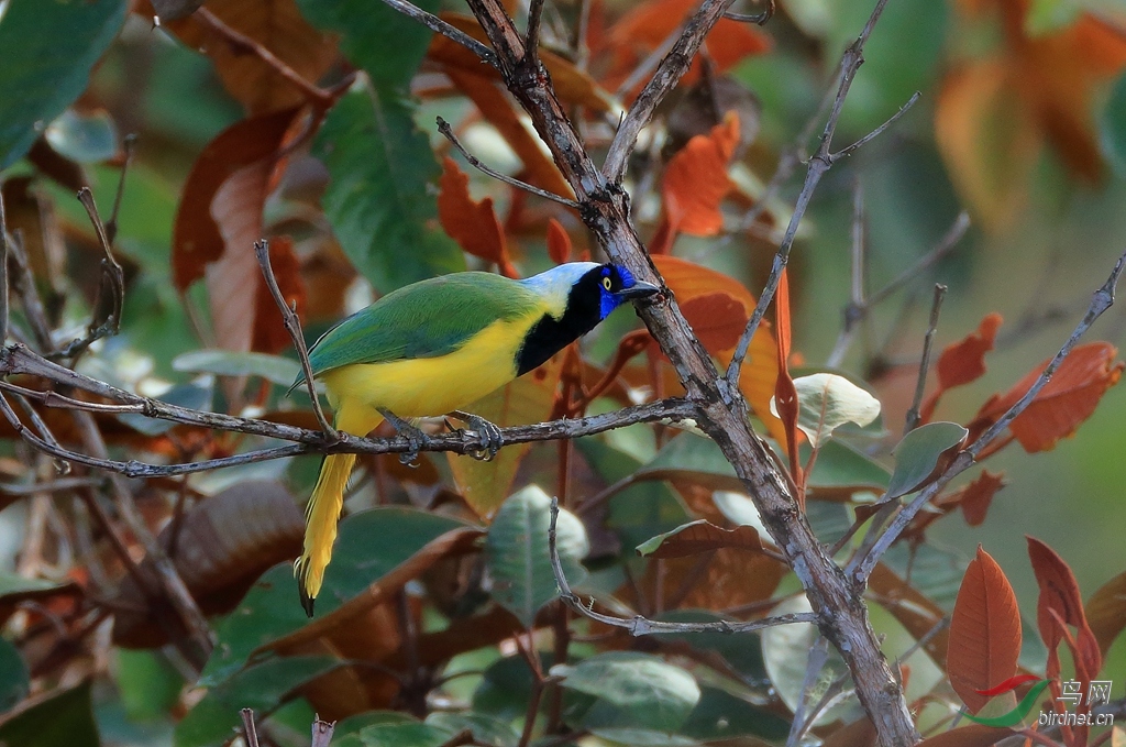 绿蓝鸦green jay.jpg