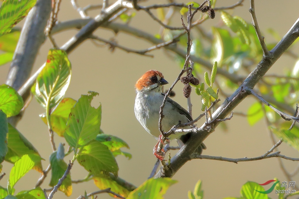 黑花臉藪雀black-spectacled brush-finch(瀕危).jpg