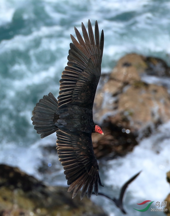 紅頭兀鷲turkey vulture.jpg