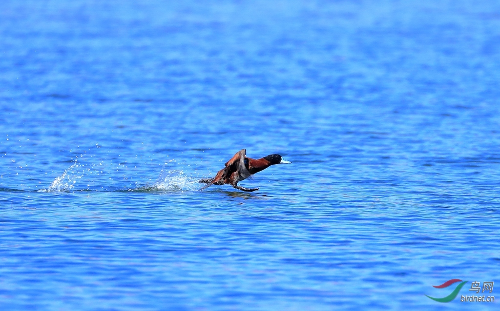 棕硬尾鸭ruddy duck.jpg