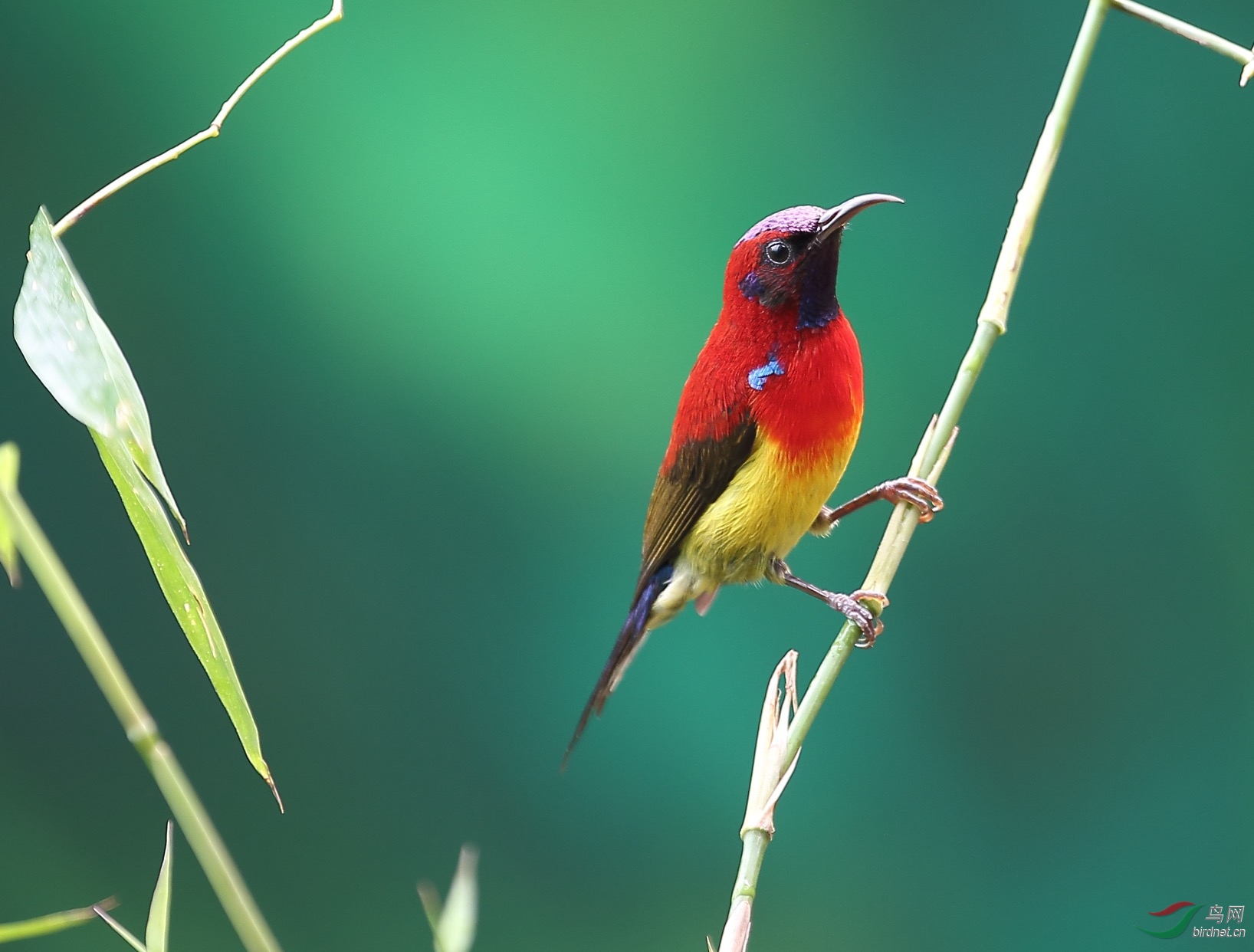 翠绿的竹鲜红的鸟