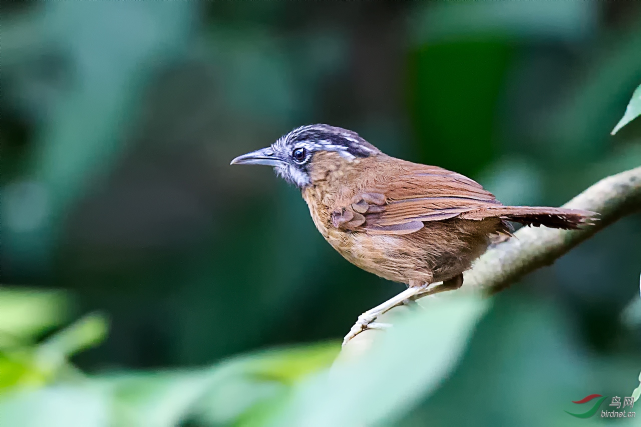 弄岗鸟季2016之黑头穗鹛