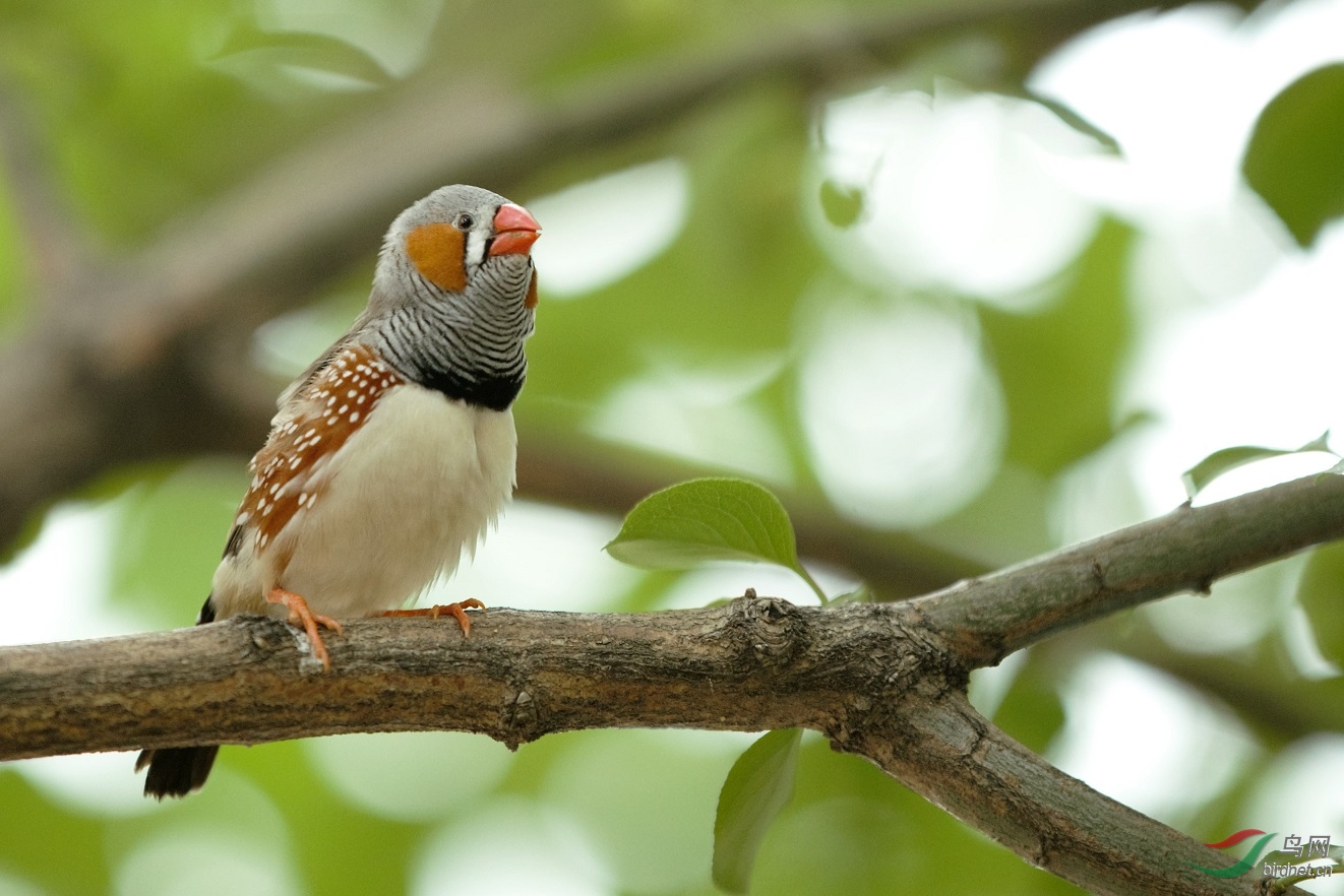 斑胸草雀 - 山东版 shandong 鸟网