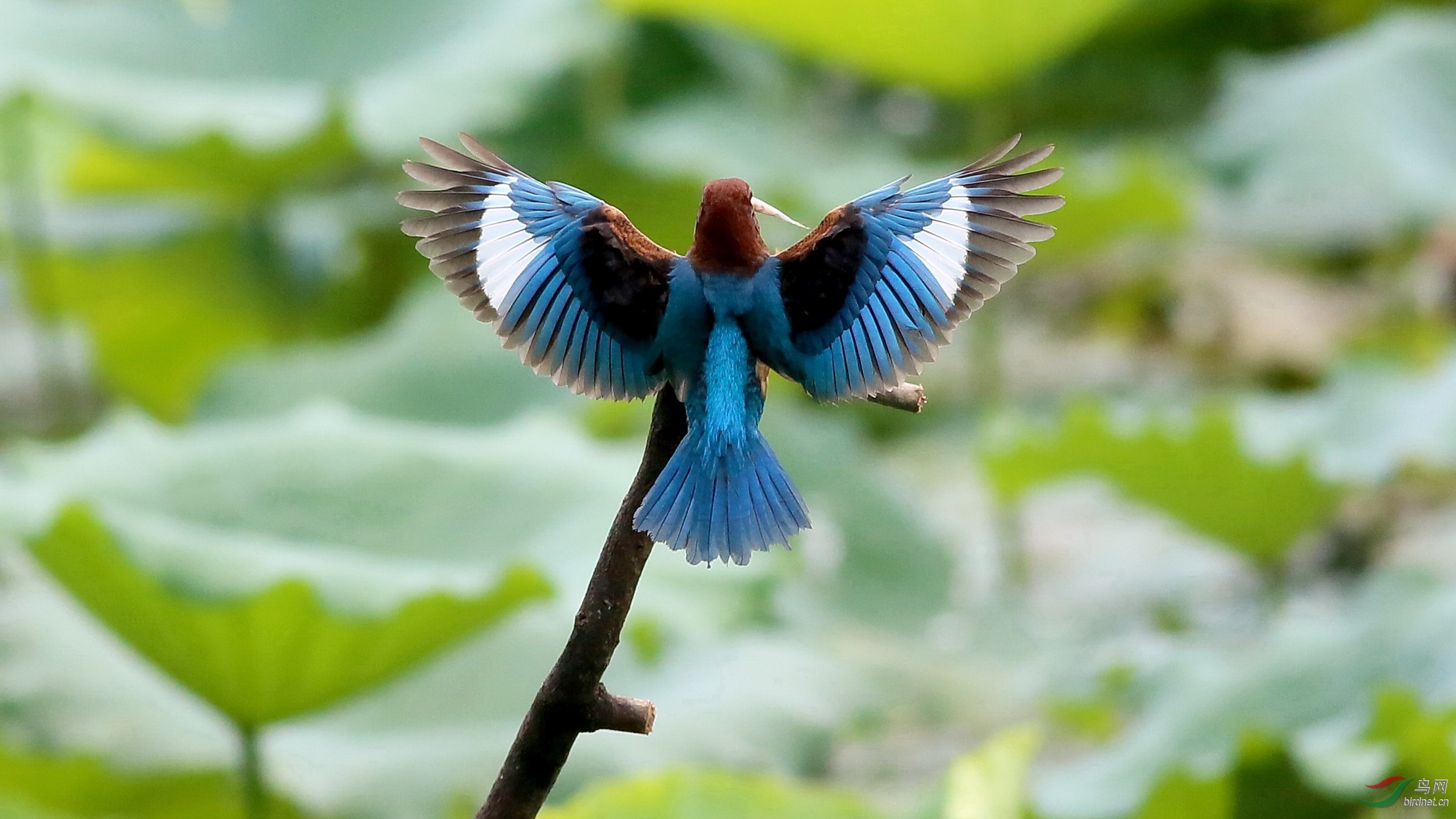 白胸翡翠飞版特写抓拍