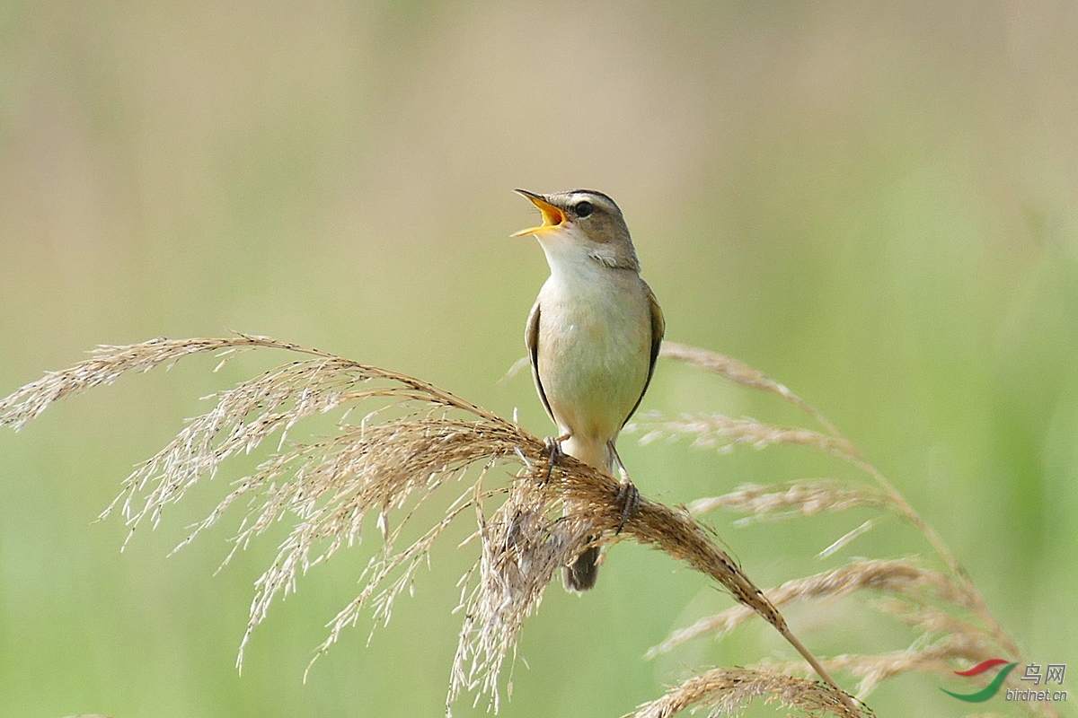 黑眉苇莺的鸣叫